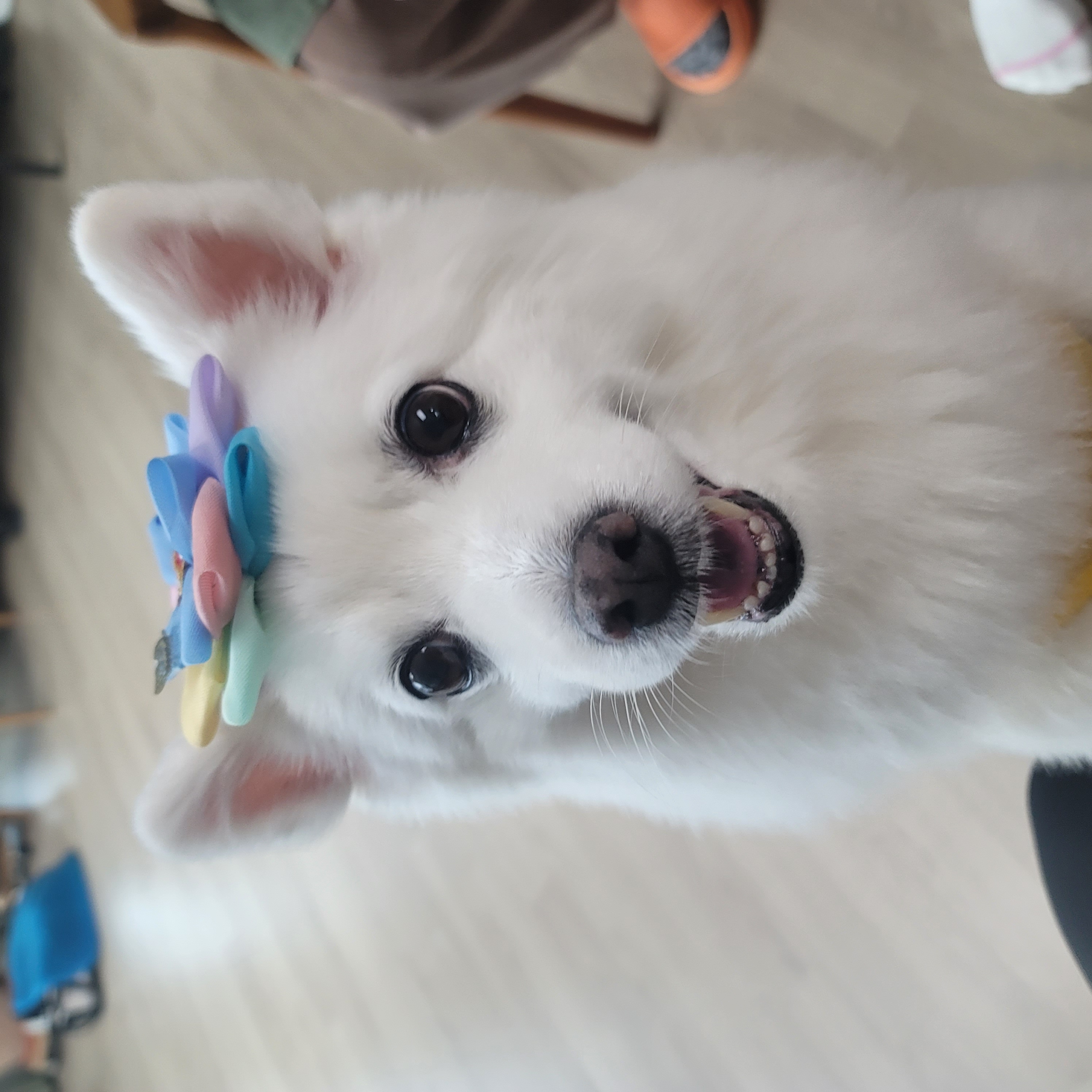 [입양5주년후기] 동화(구.바밤바) 소식 전해드려요~