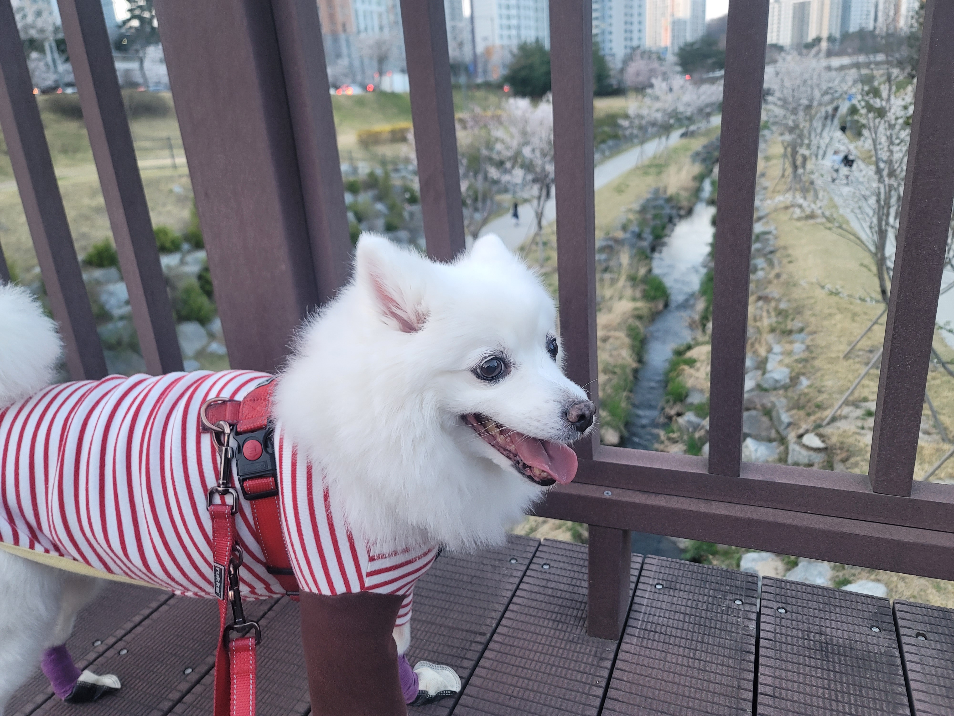 [입양5주년후기] 동화(구.바밤바) 소식 전해드려요~