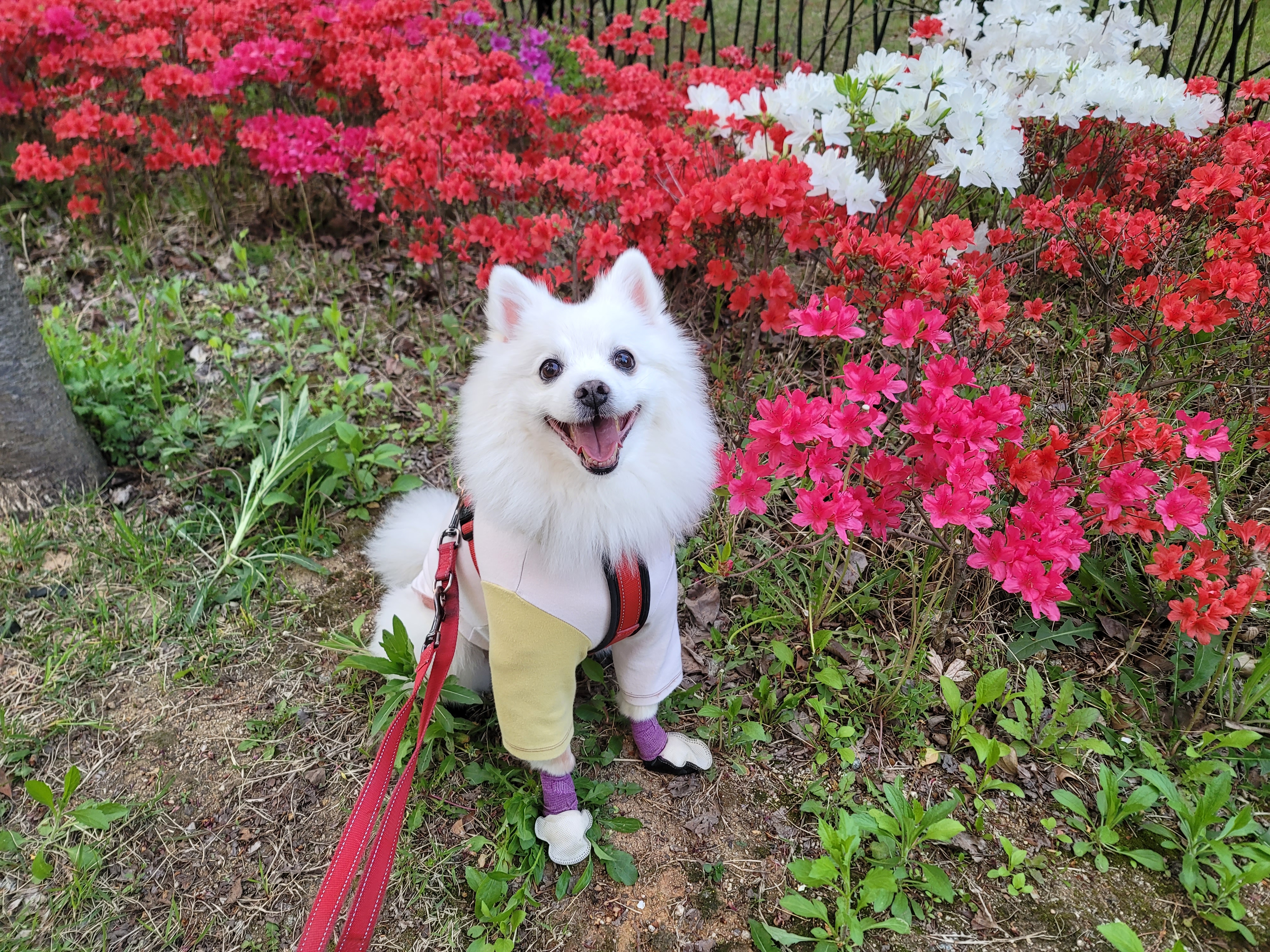[입양5주년후기] 동화(구.바밤바) 소식 전해드려요~
