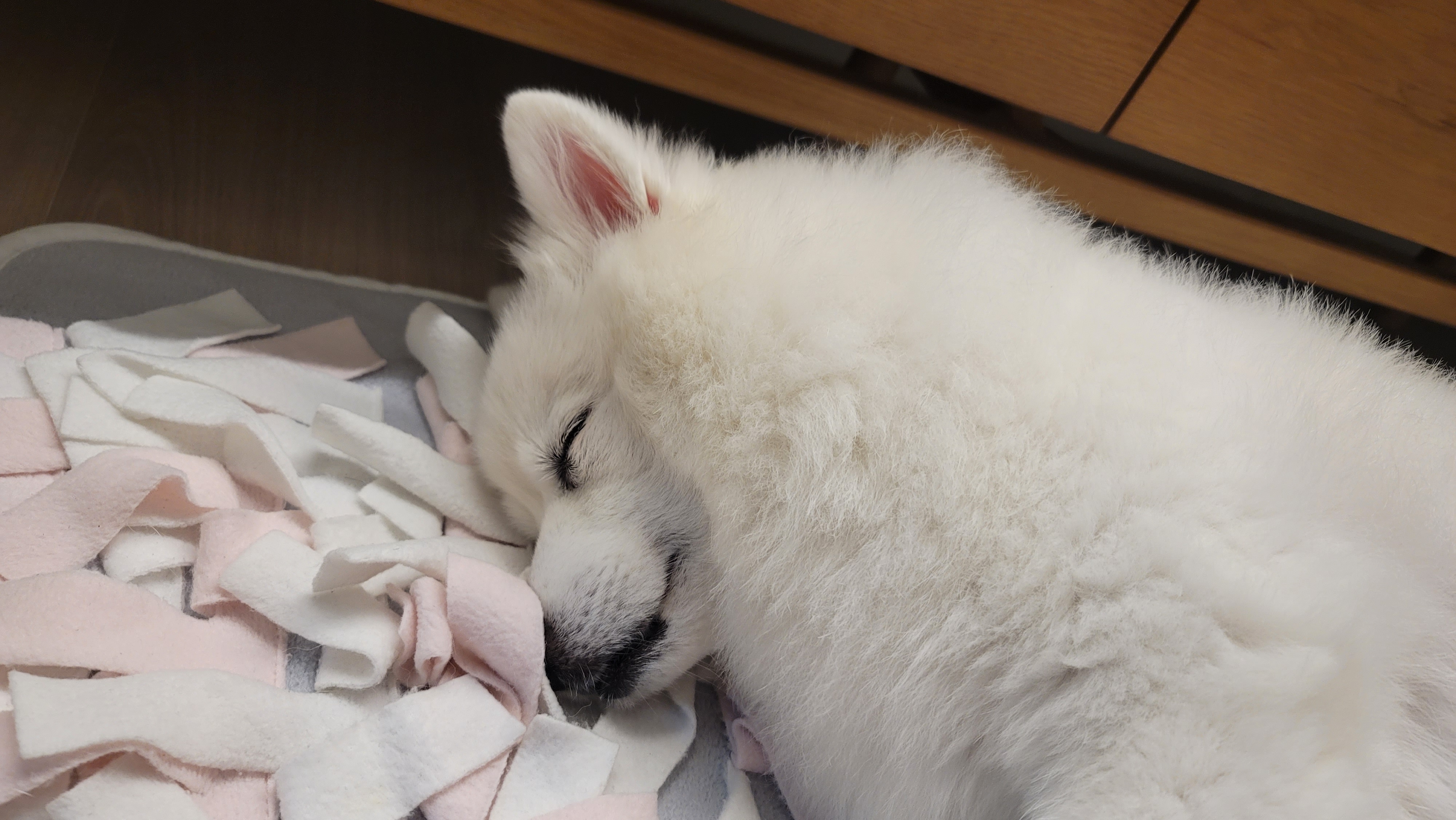 [입양5주년후기] 동화(구.바밤바) 소식 전해드려요~