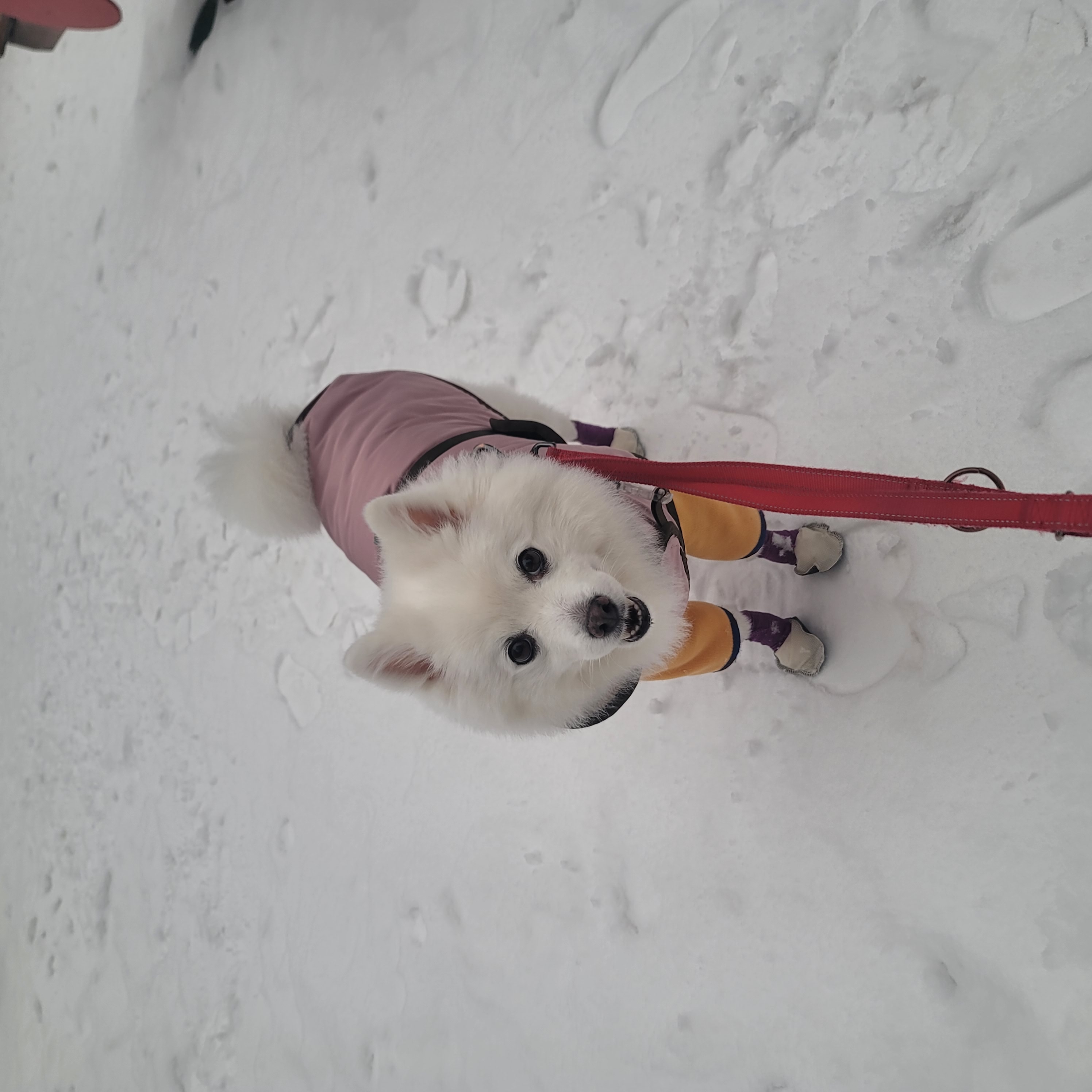 [입양5주년후기] 동화(구.바밤바) 소식 전해드려요~