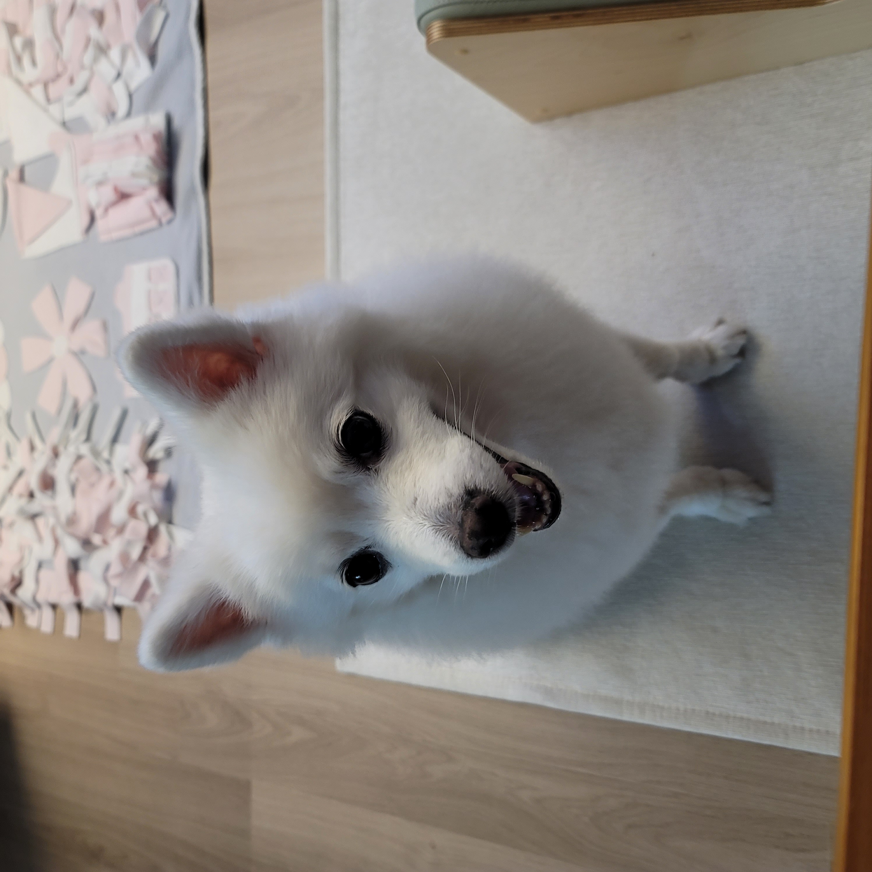 [입양5주년후기] 동화(구.바밤바) 소식 전해드려요~