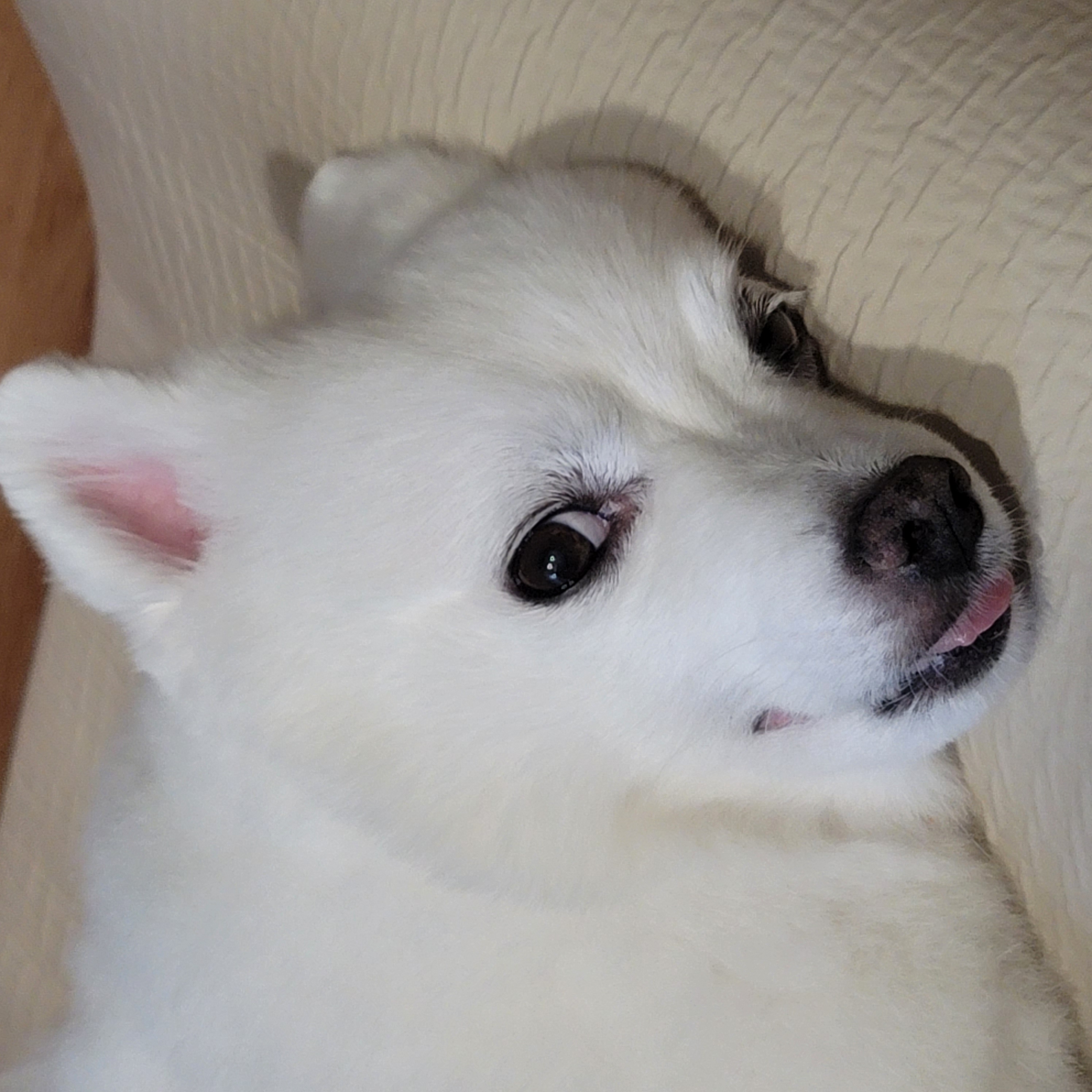 [입양5주년후기] 동화(구.바밤바) 소식 전해드려요~