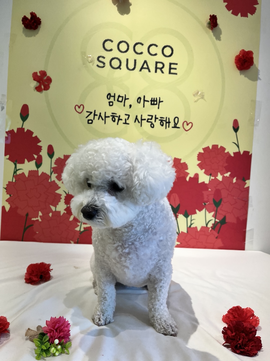 샤넬(구 아자)볼보(구 양삼)