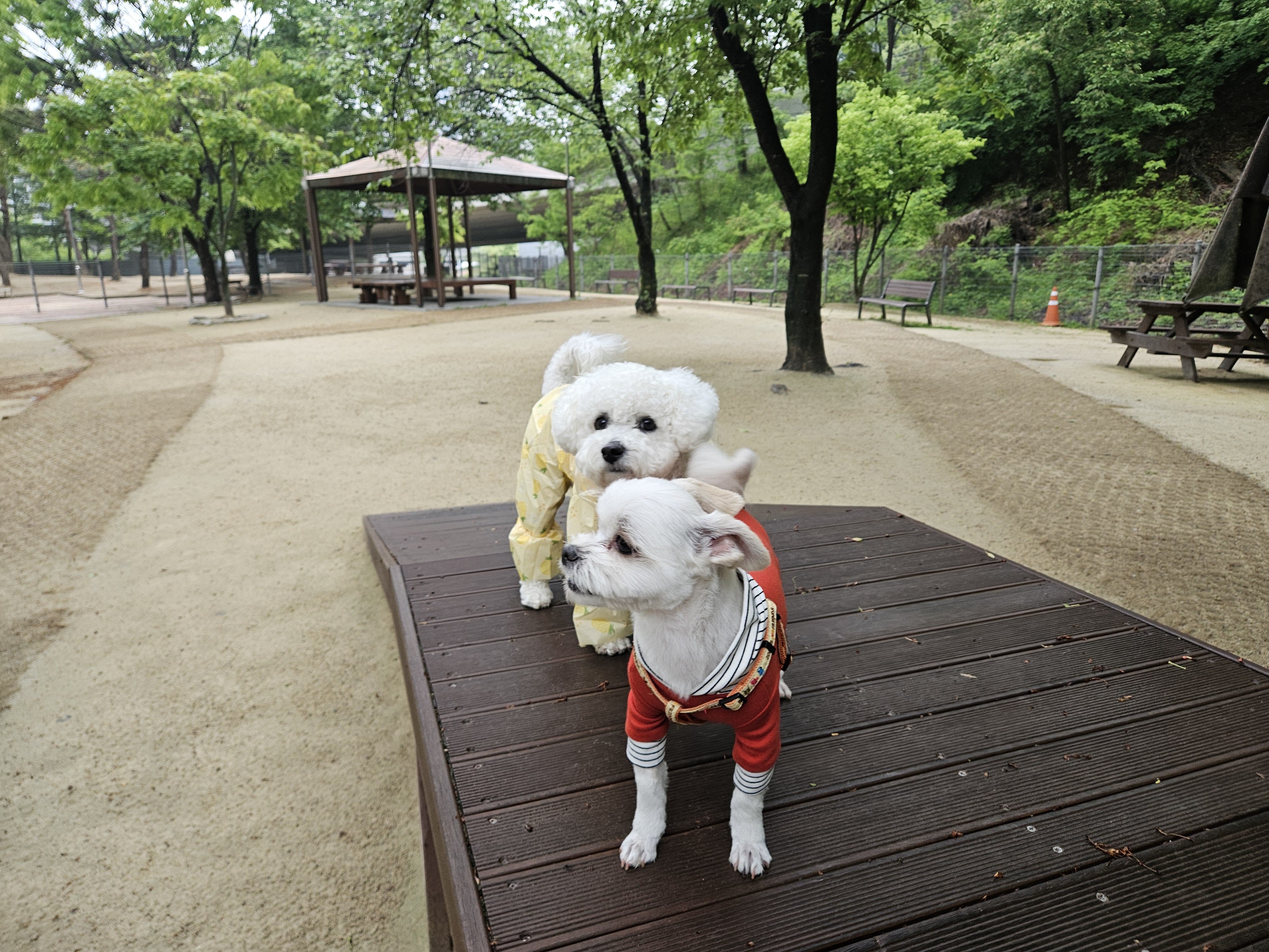 샤넬(구 아자)볼보(구 양삼)