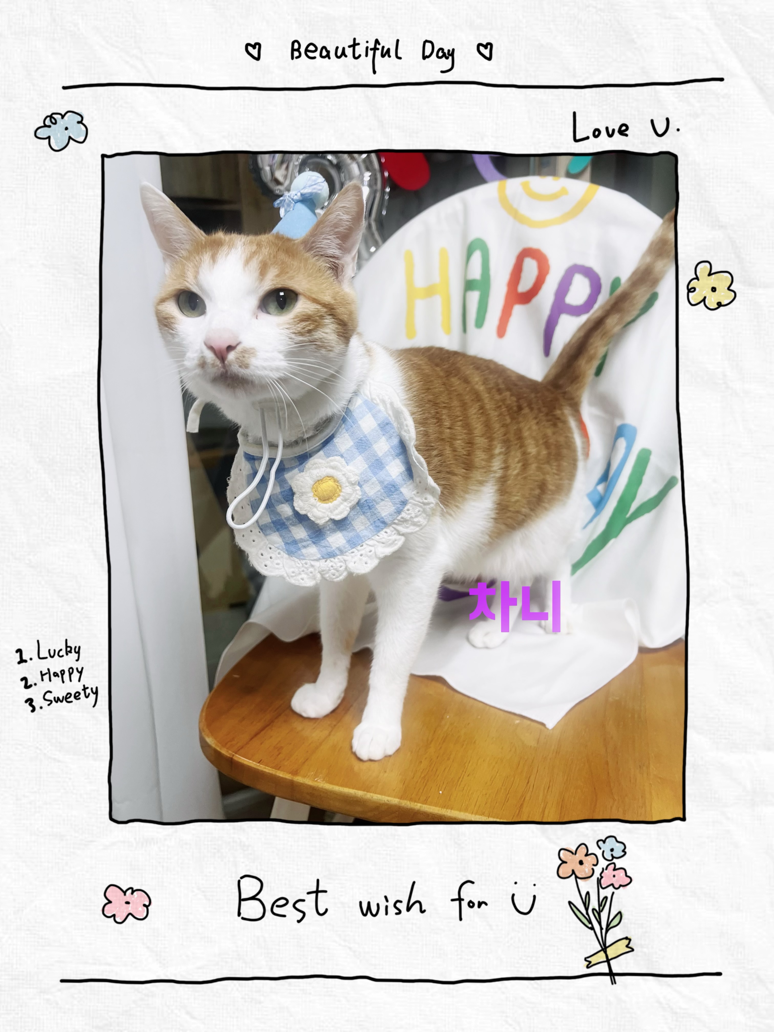 차니&바니 3살 생축