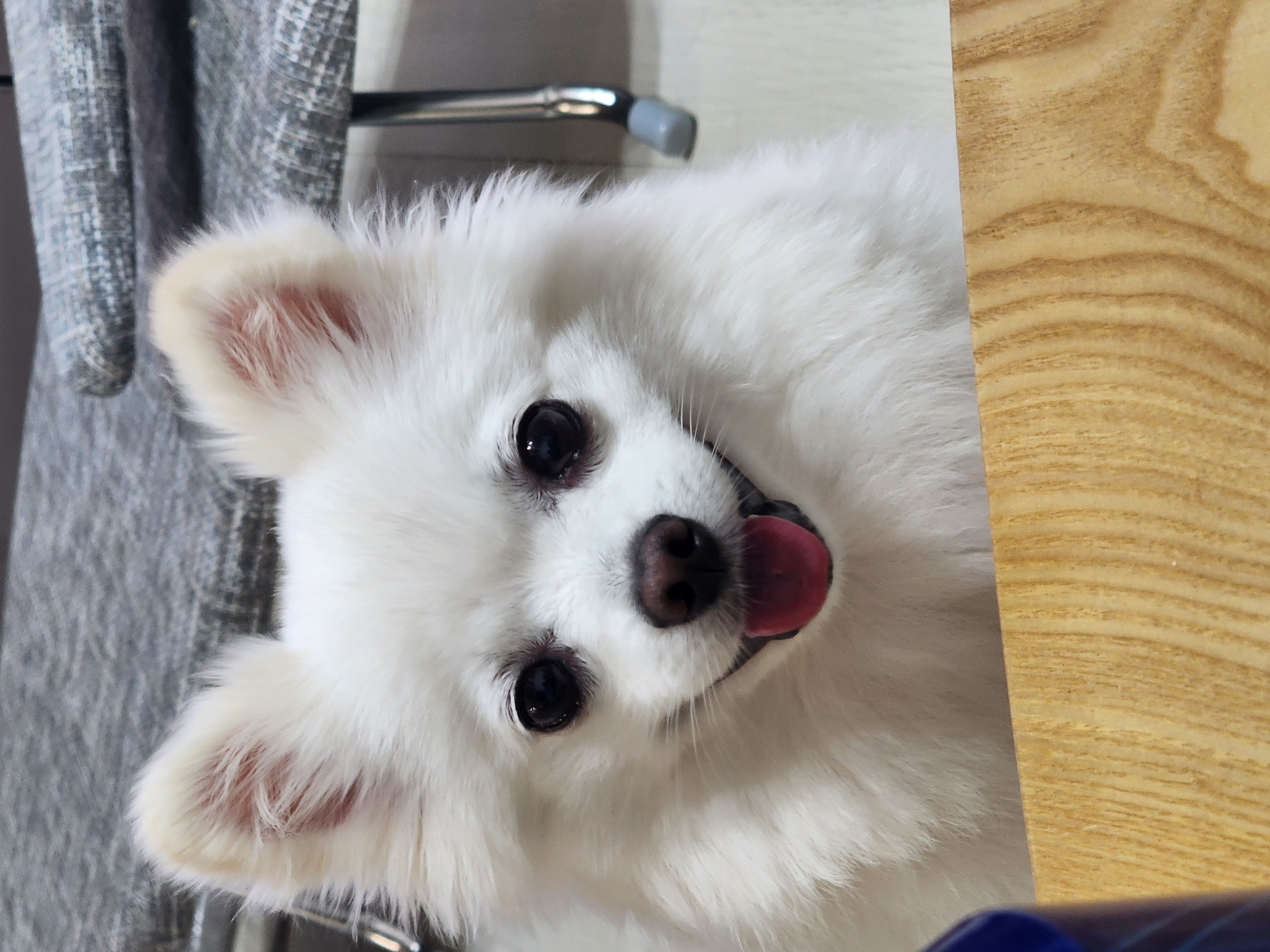 뽀미(구뽀얀이) 1년