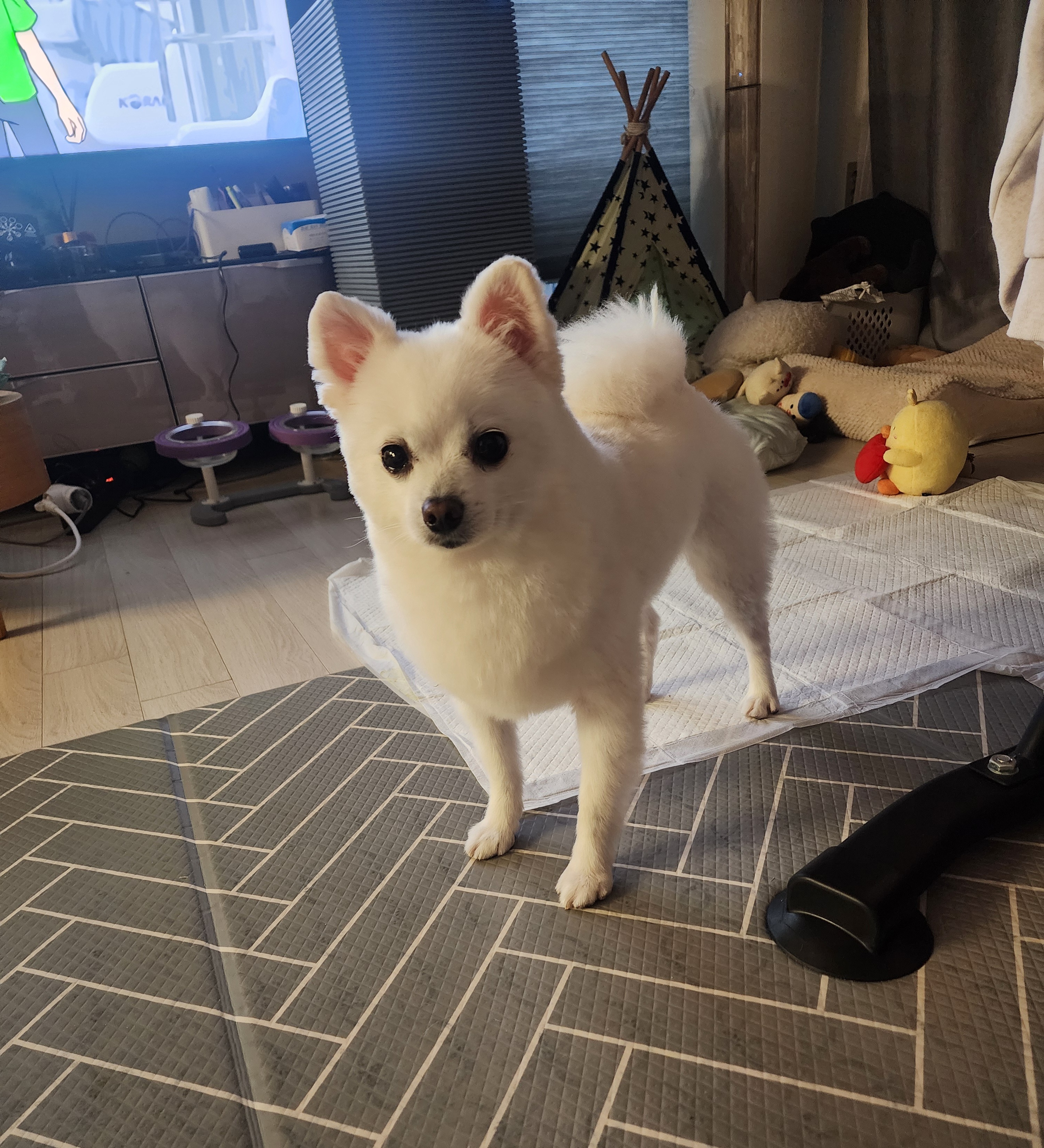 뽀미(구뽀얀이) 1년
