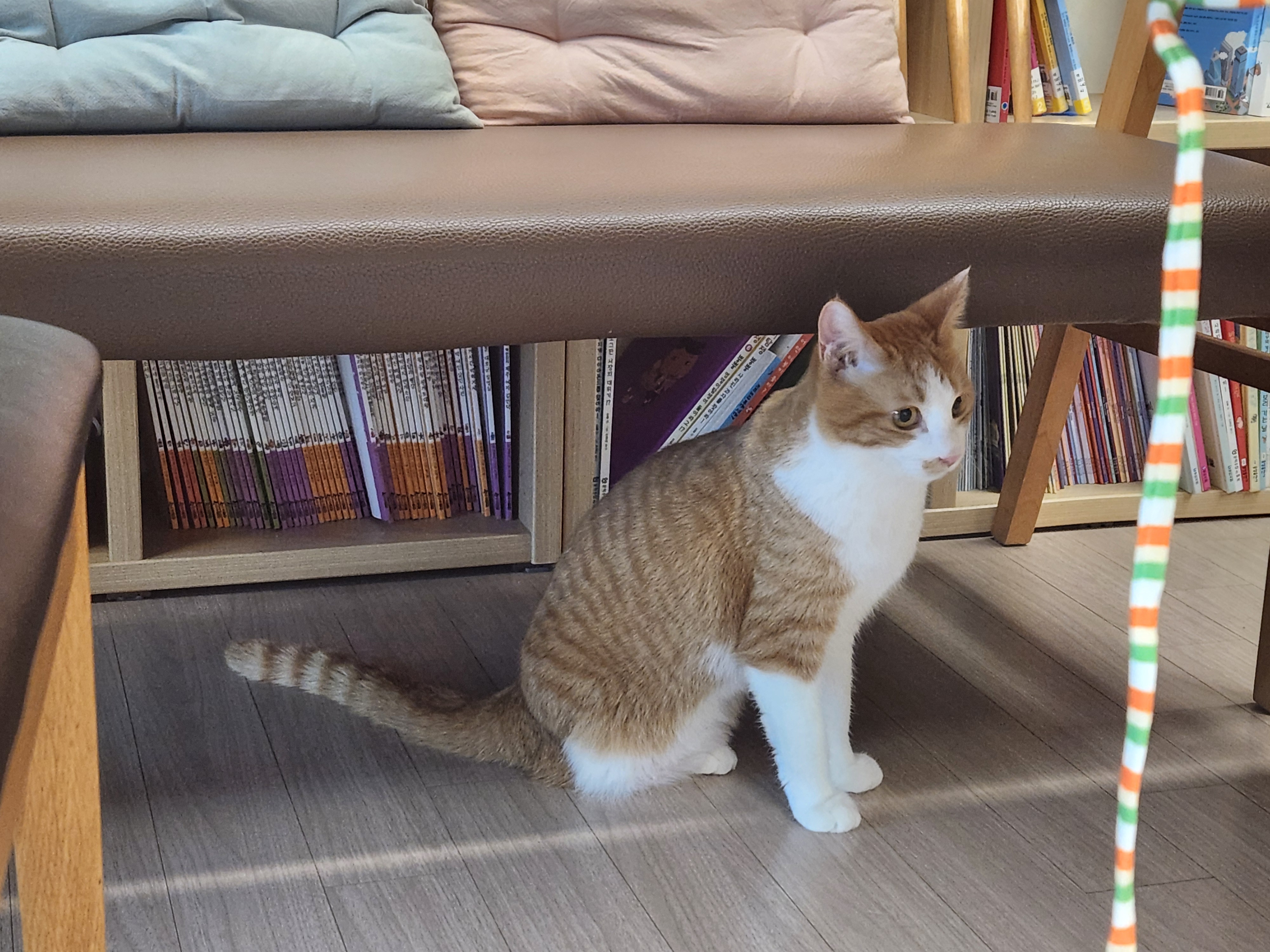 오들이 입양 일주일 후기