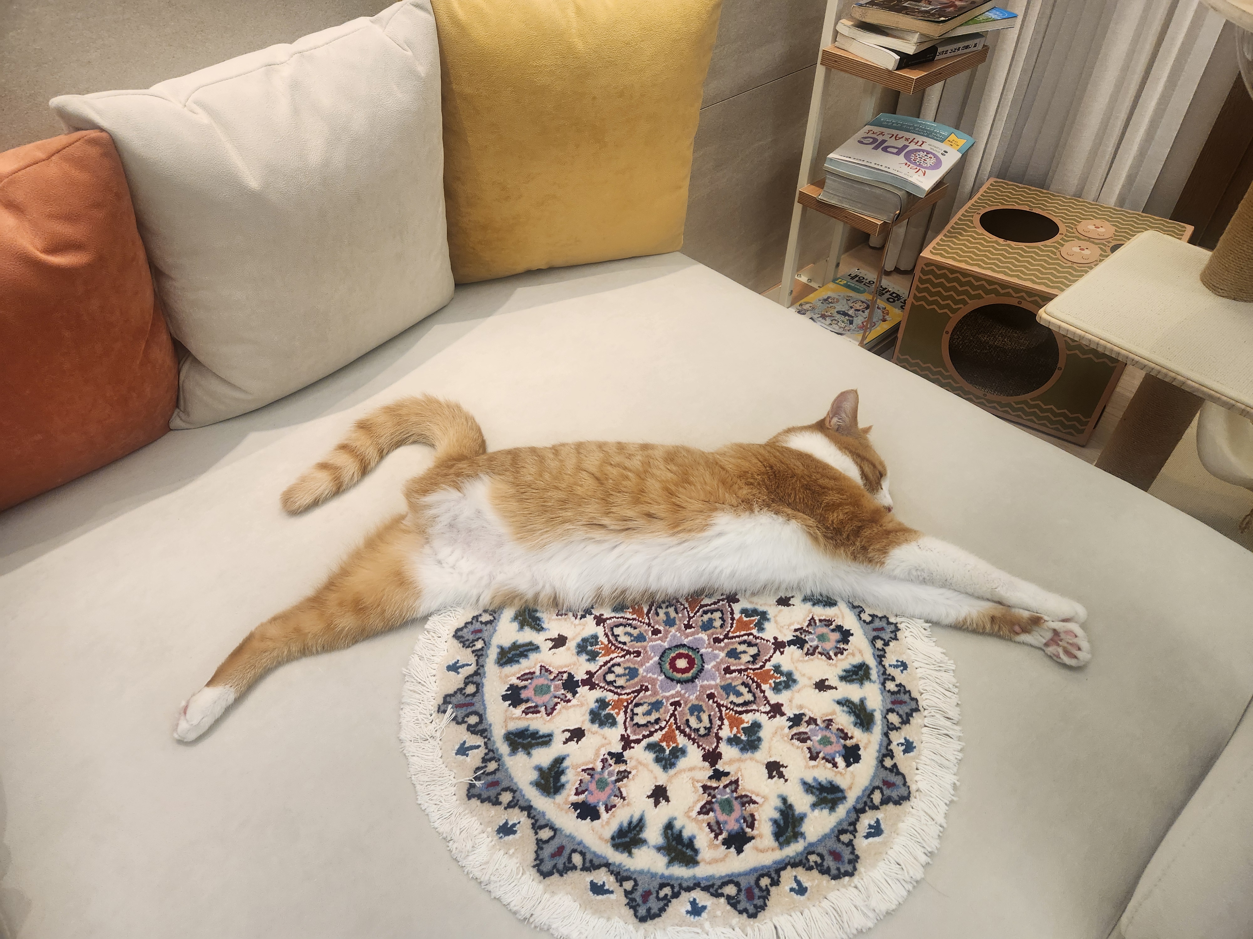 오들이 입양 일주일 후기