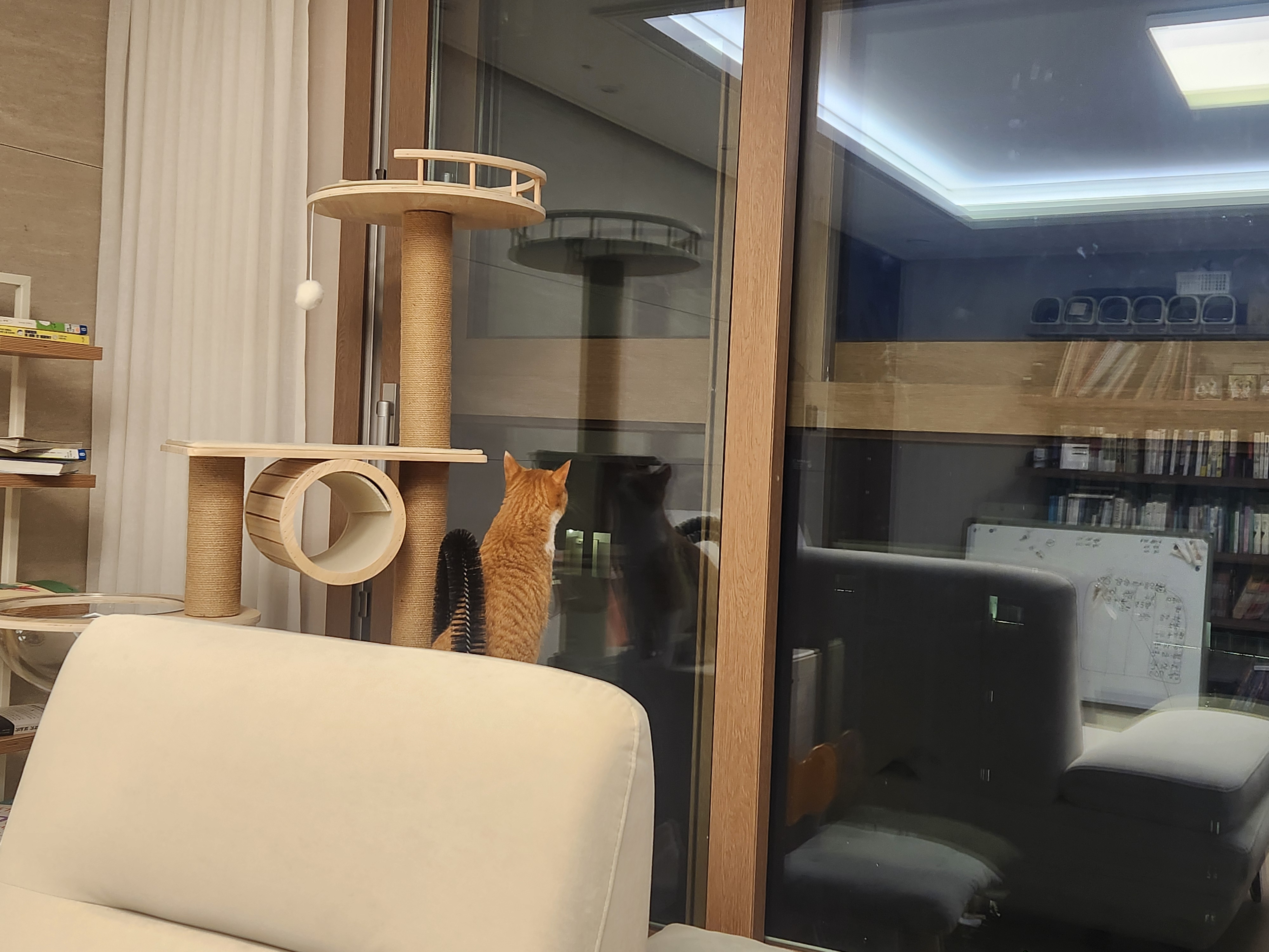 오들이 입양 일주일 후기