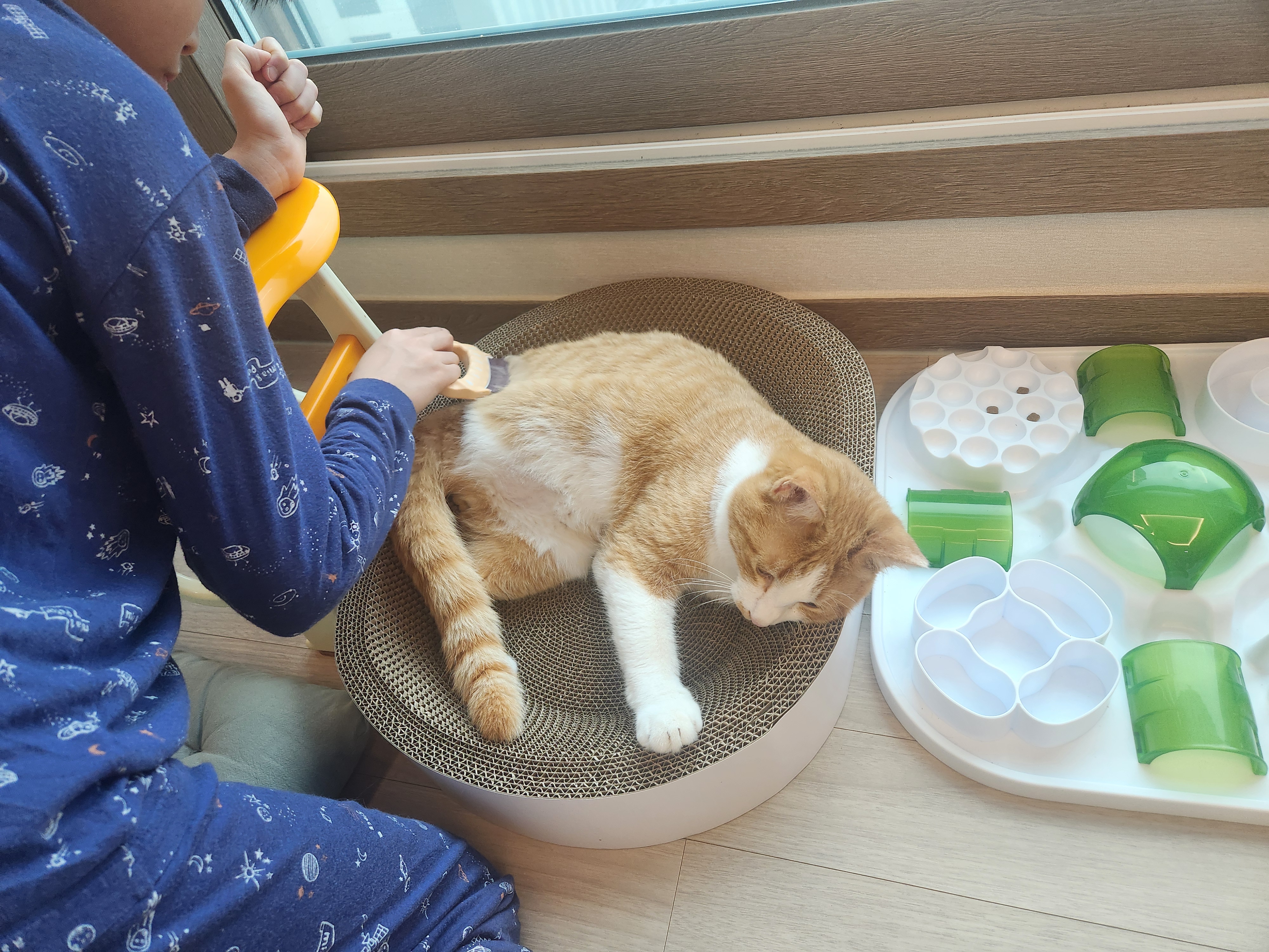 오들이 입양 일주일 후기