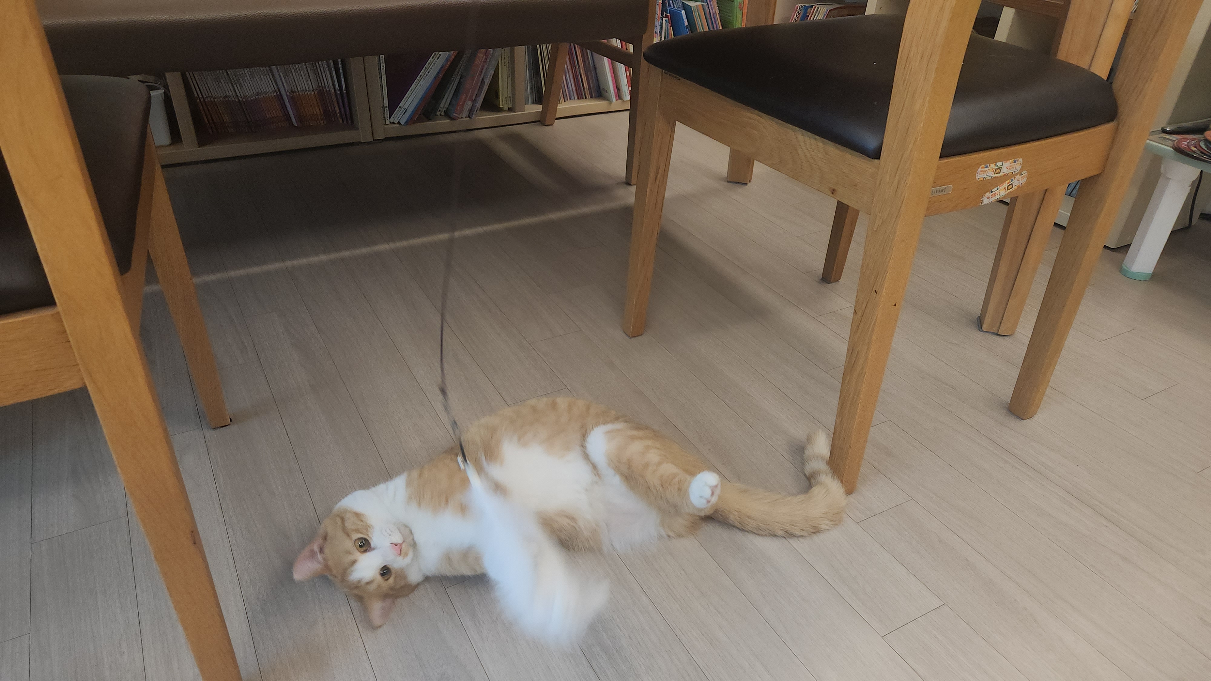 오들이 입양 일주일 후기