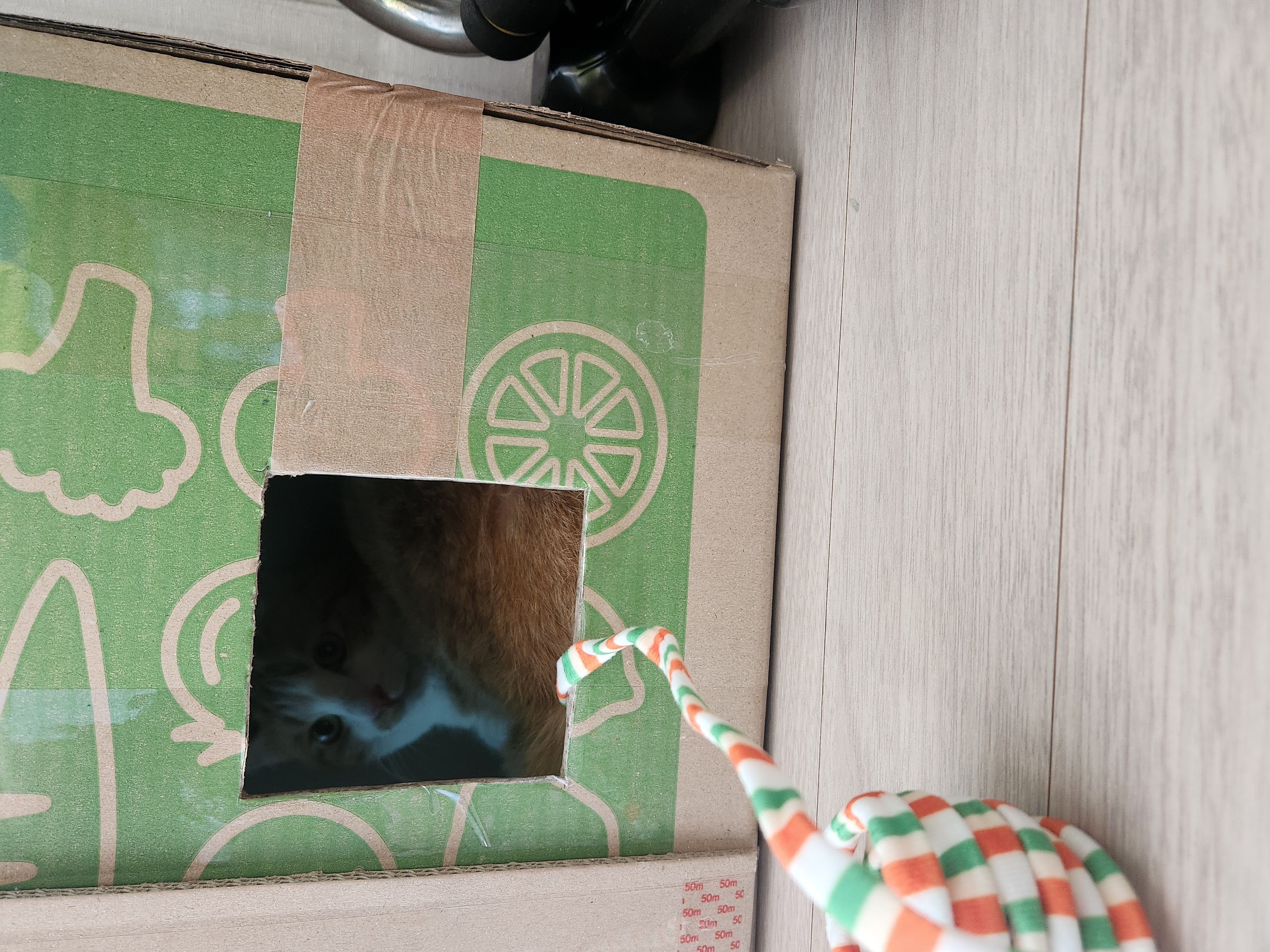 오들이 입양 일주일 후기