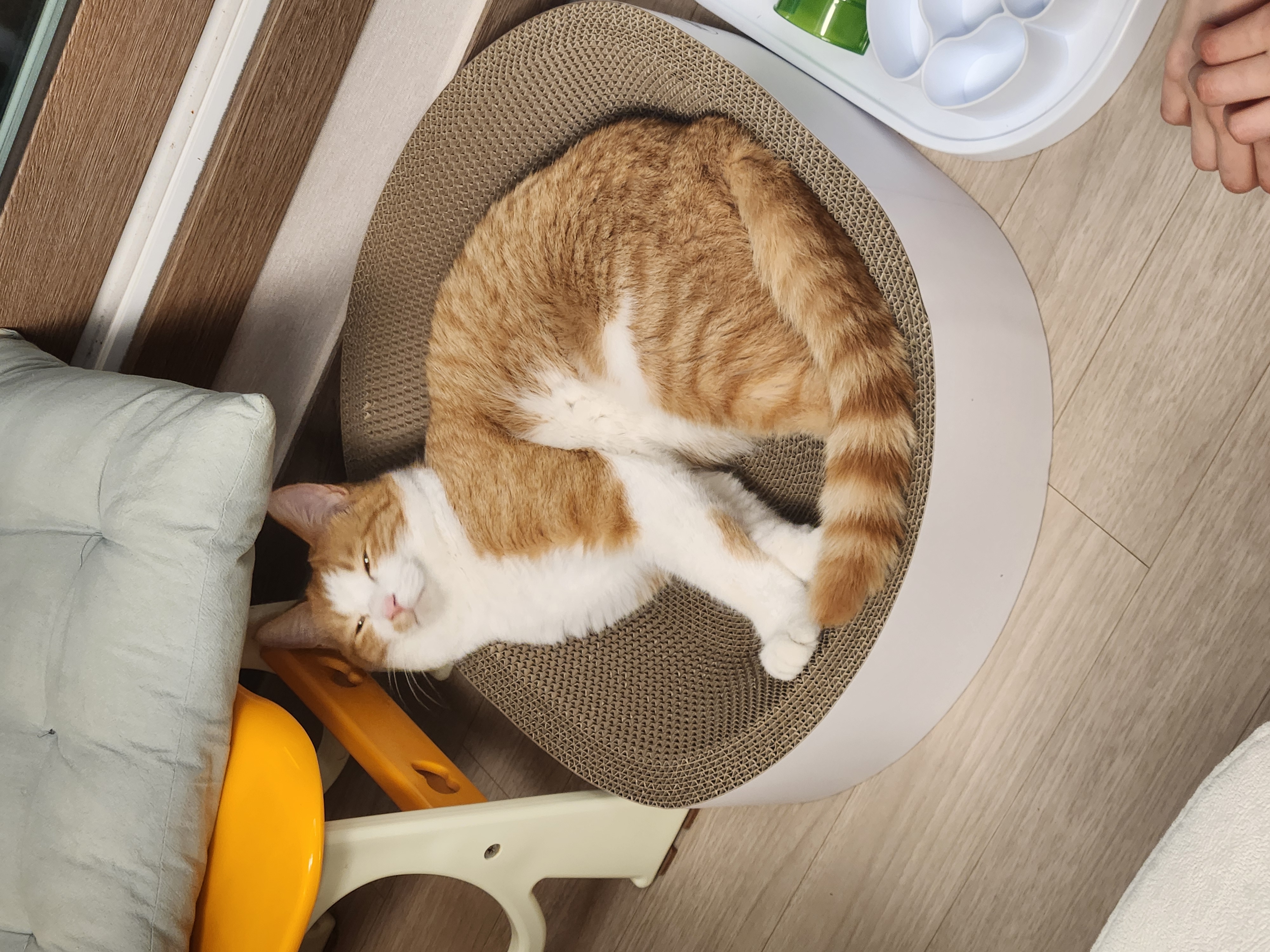 오들이 입양 일주일 후기