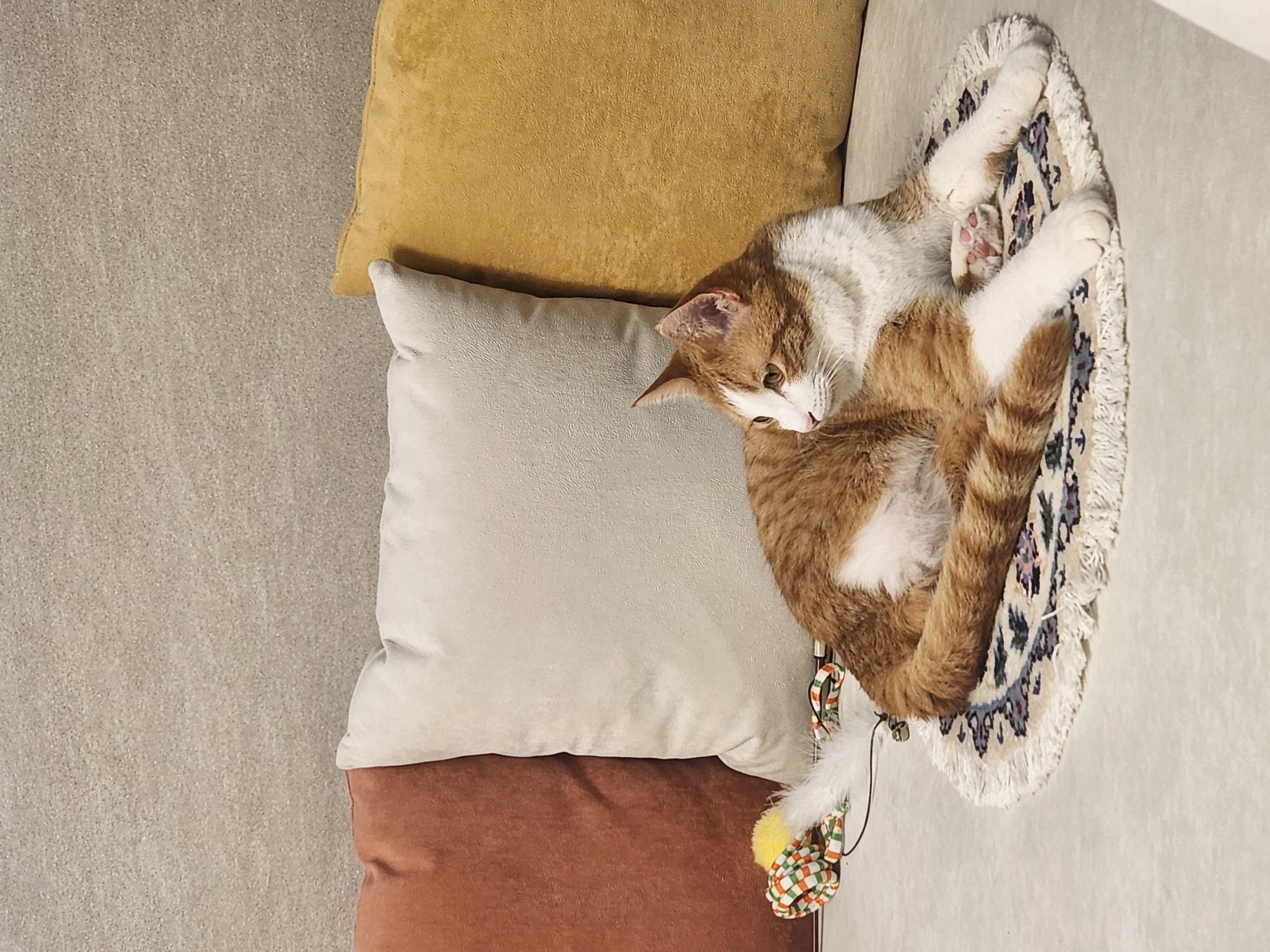 오들이 입양 일주일 후기