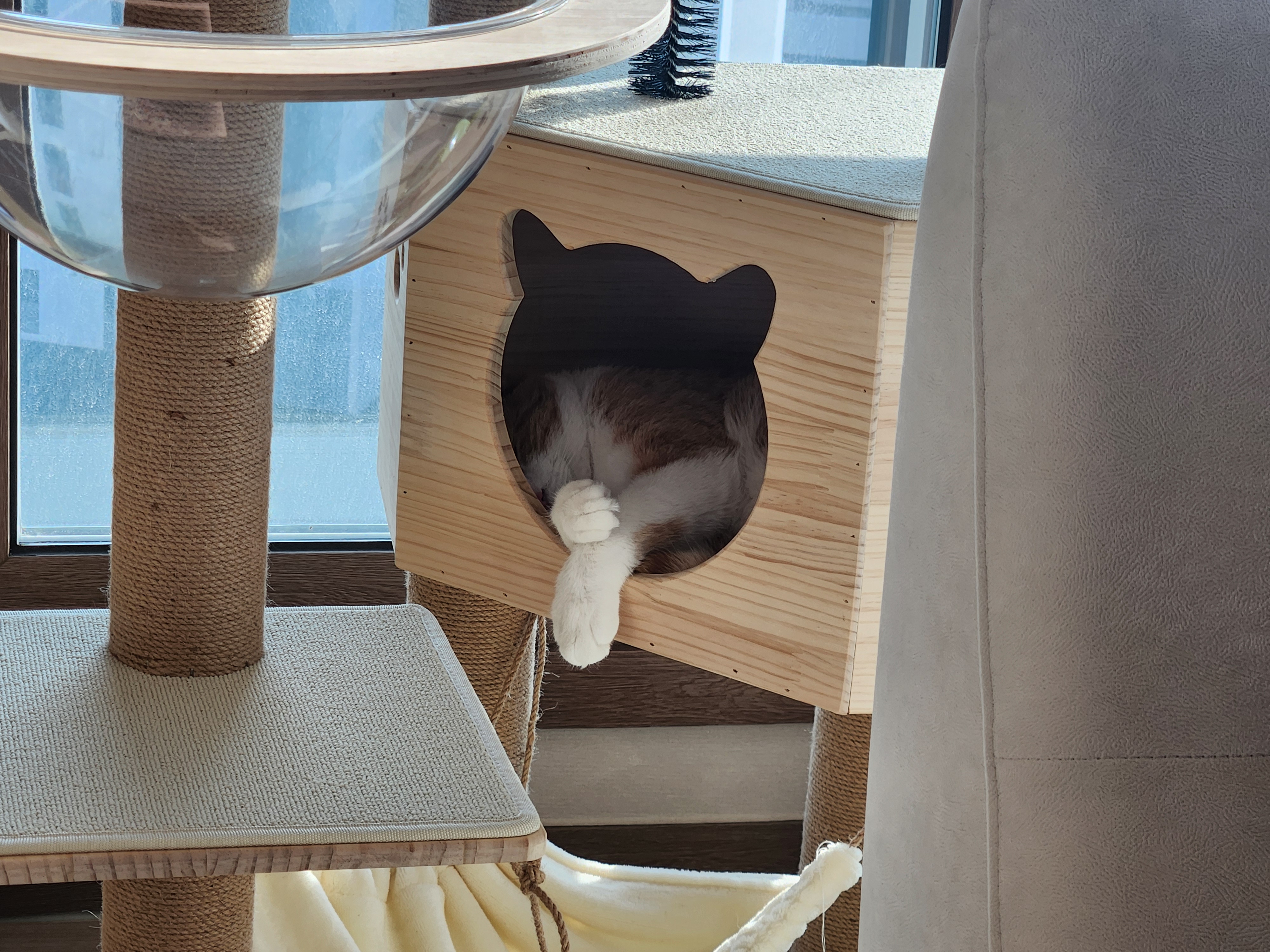 오들이 입양 일주일 후기