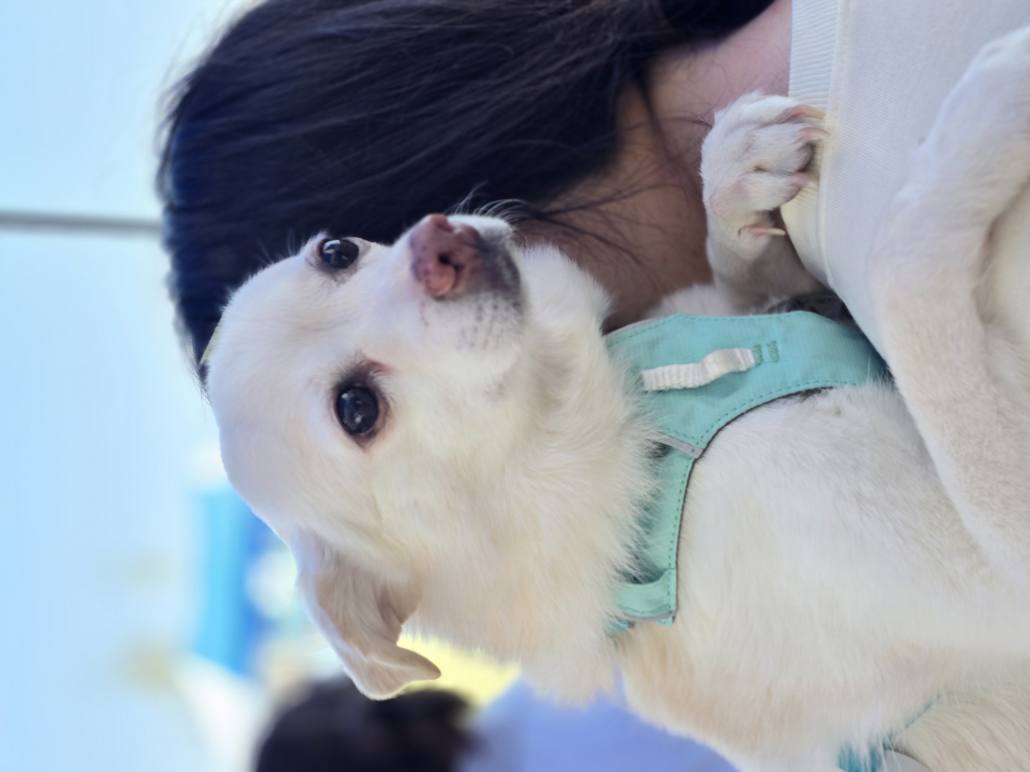 호두(데이지) 4주년일기