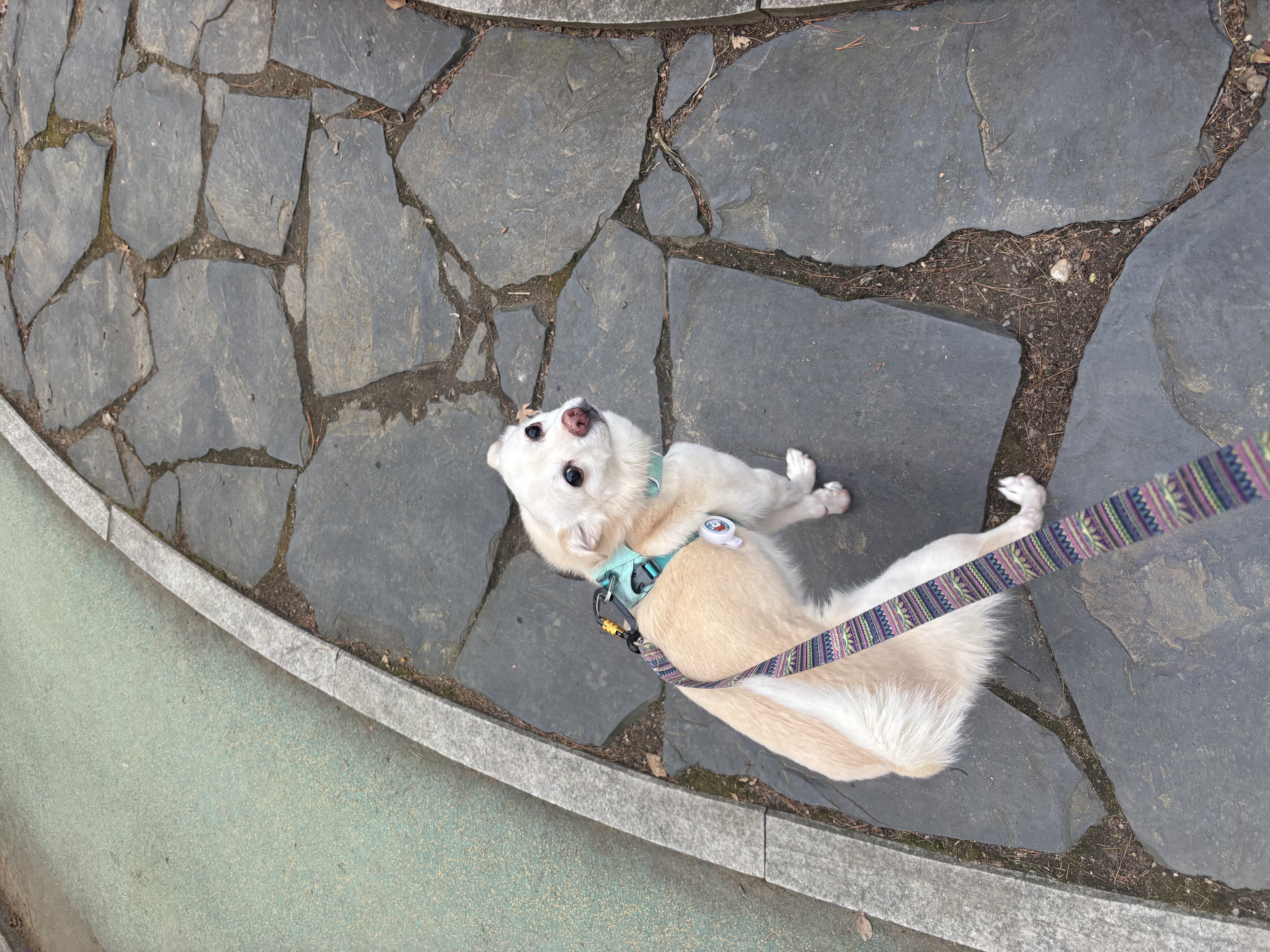 호두(데이지) 4주년일기