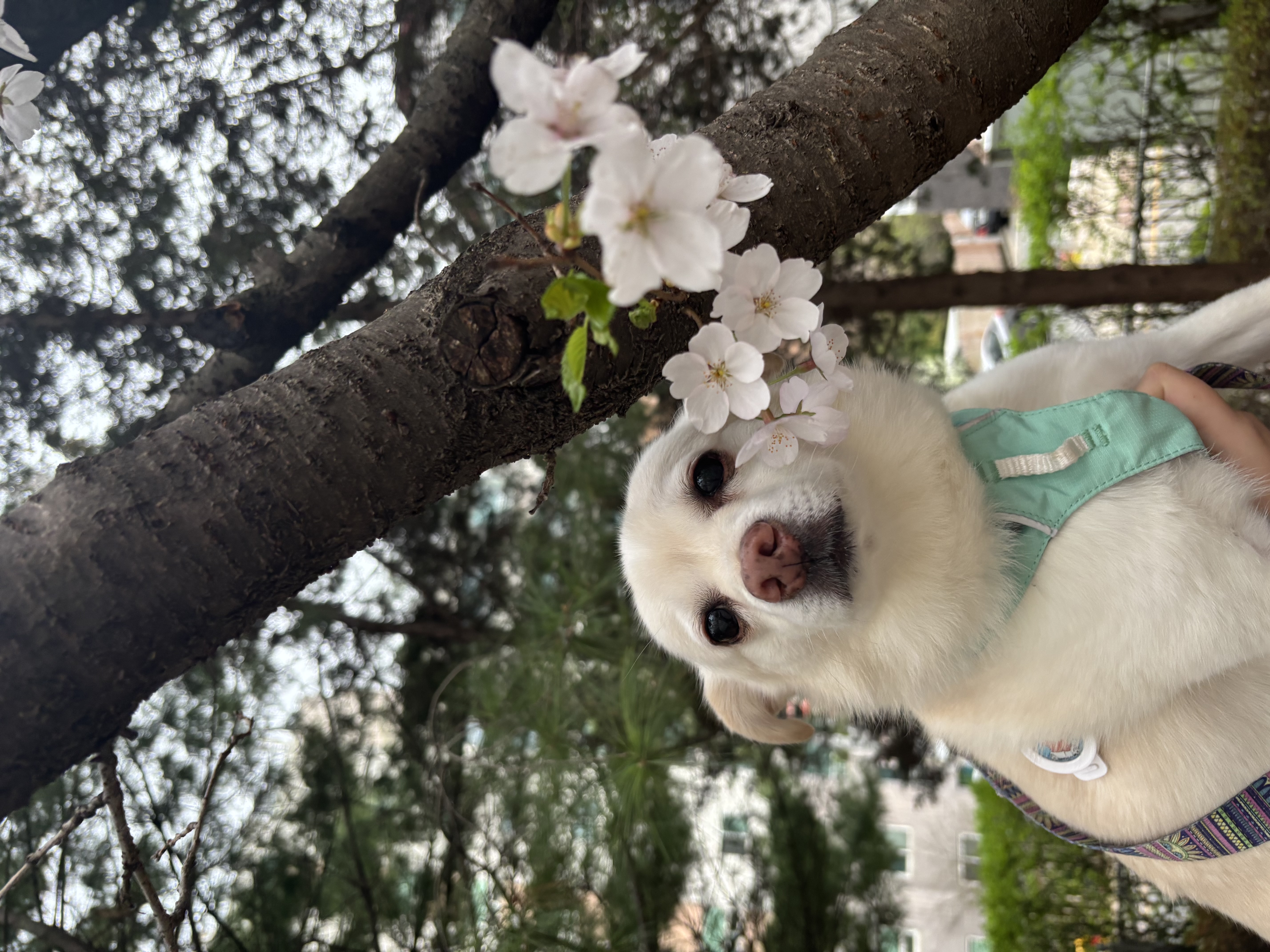 호두(데이지) 4주년일기