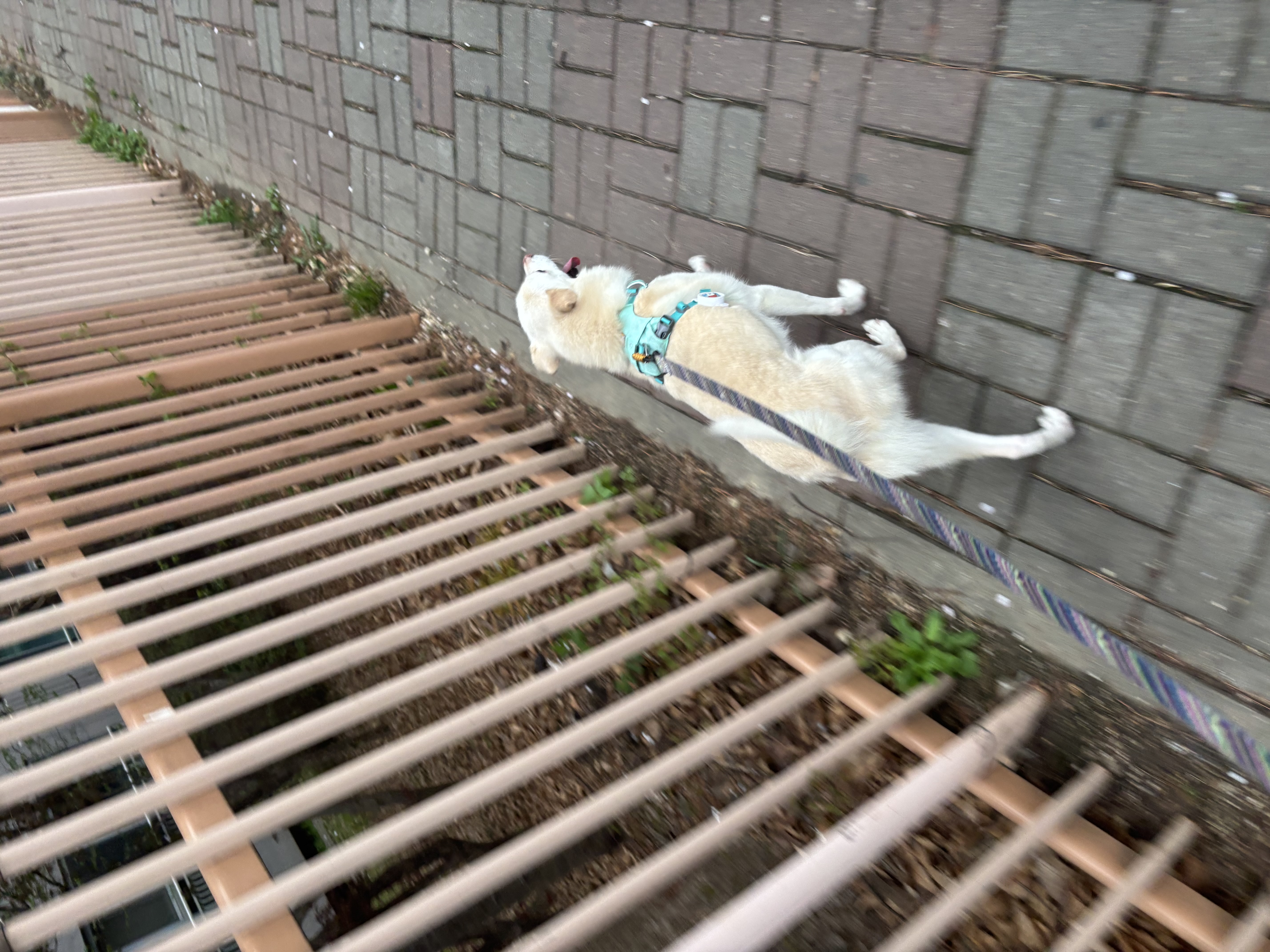 호두(데이지) 4주년일기