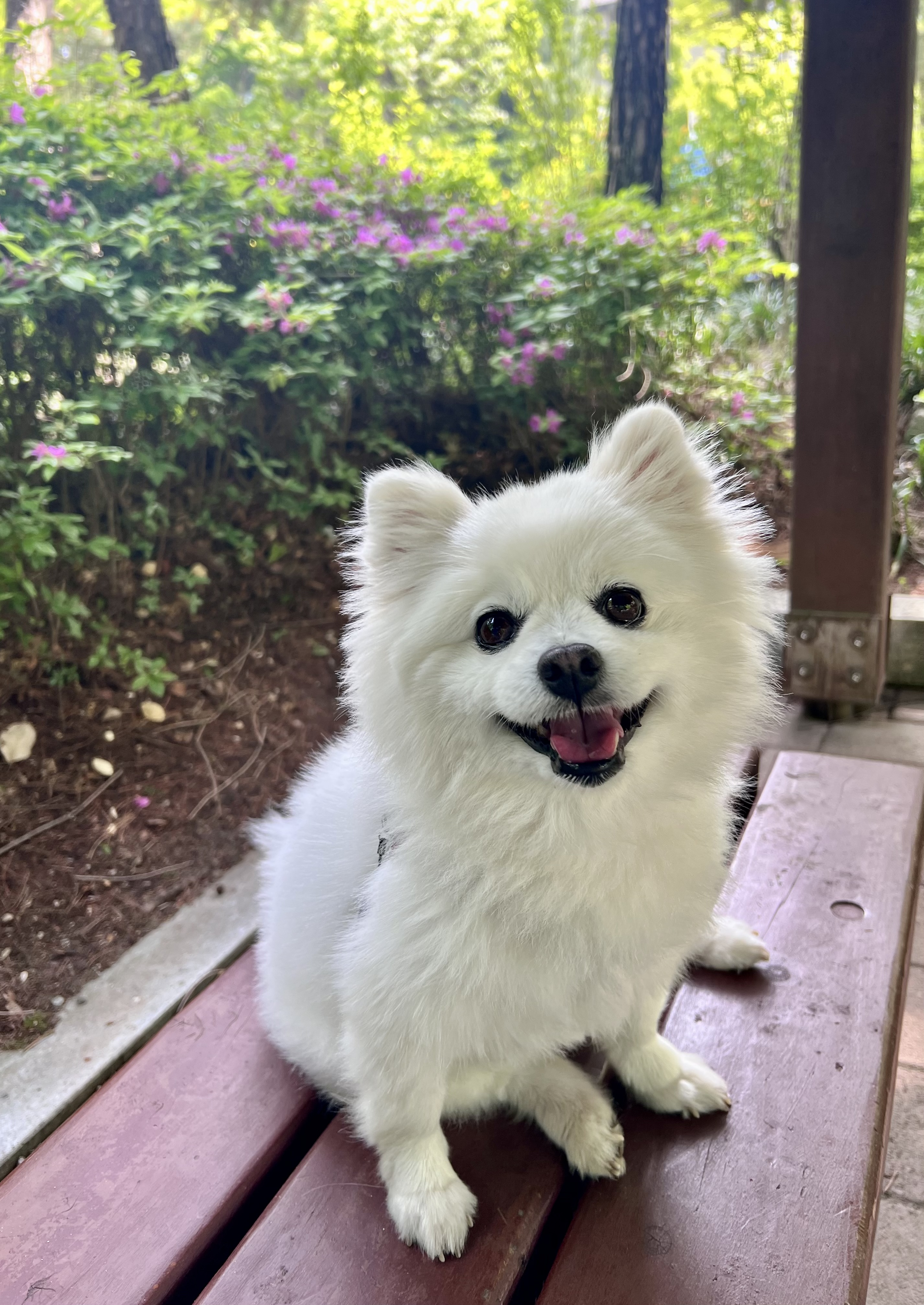 오쥬 입양 3개월차 후기입니다!