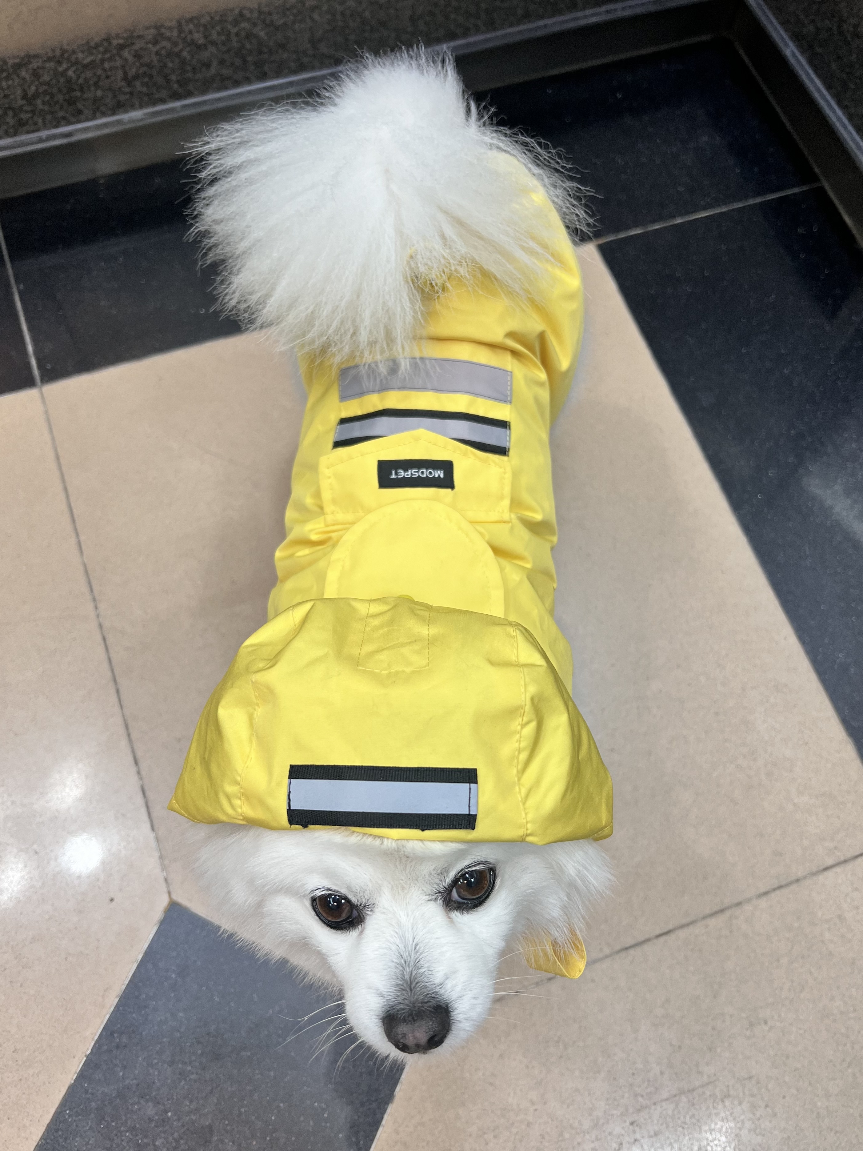 오쥬 입양 3개월차 후기입니다!