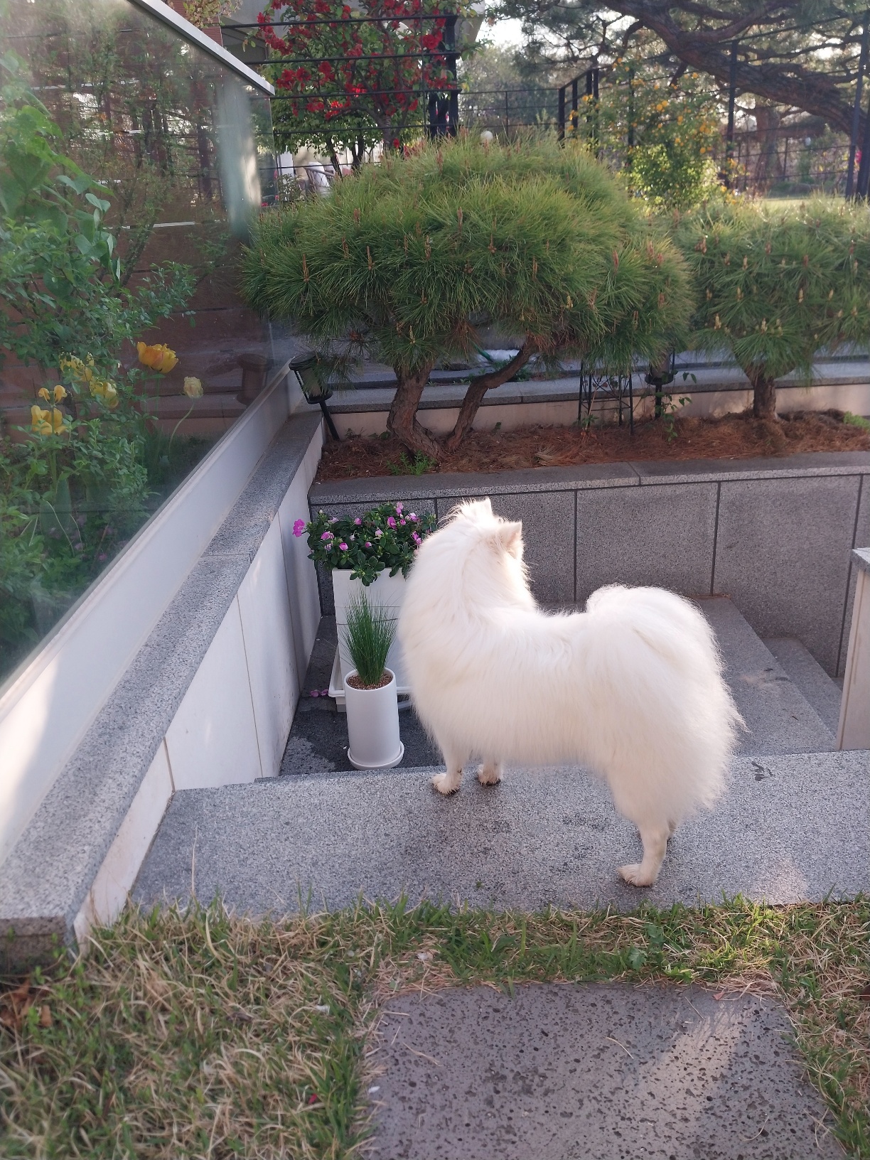 꼬야 ( 하니) 의 최근 사진이예요.