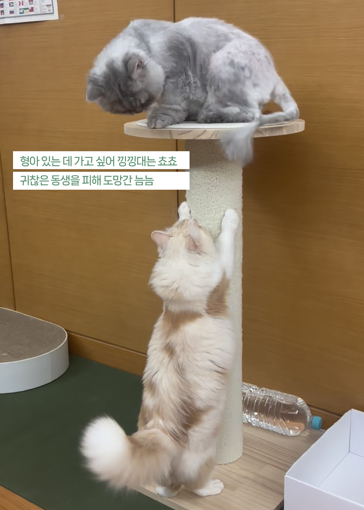 늠늠회장과 쵸쵸베비, 이제 우리 한가족이에요!