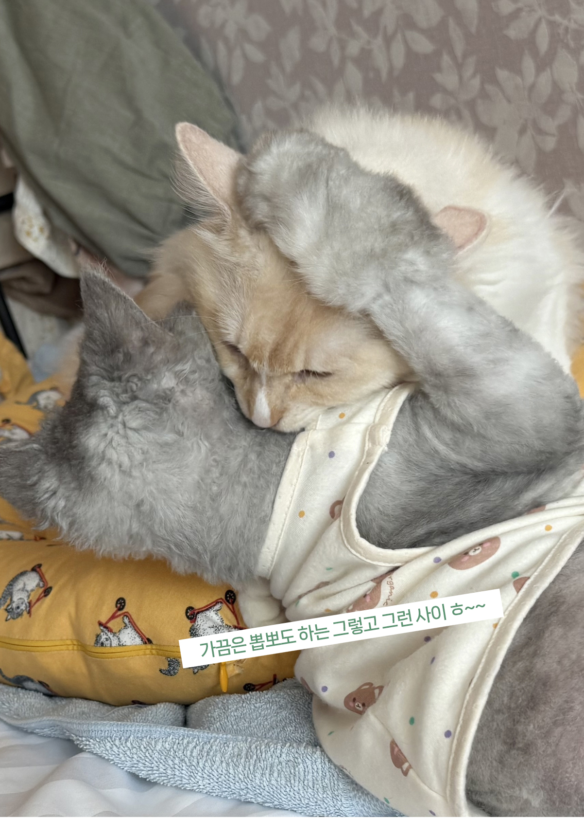 늠늠회장과 쵸쵸베비, 이제 우리 한가족이에요!