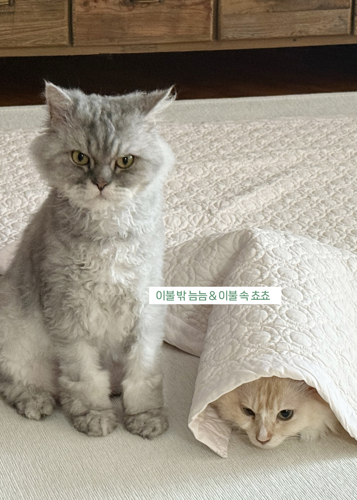 늠늠회장과 쵸쵸베비, 이제 우리 한가족이에요!