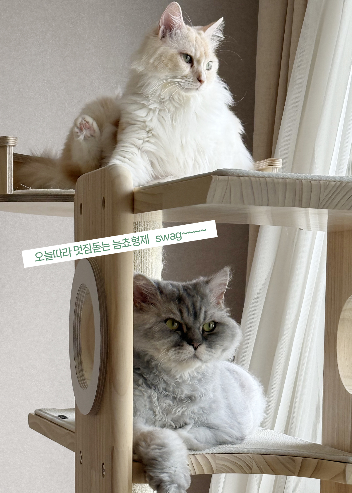 늠늠회장과 쵸쵸베비, 이제 우리 한가족이에요!