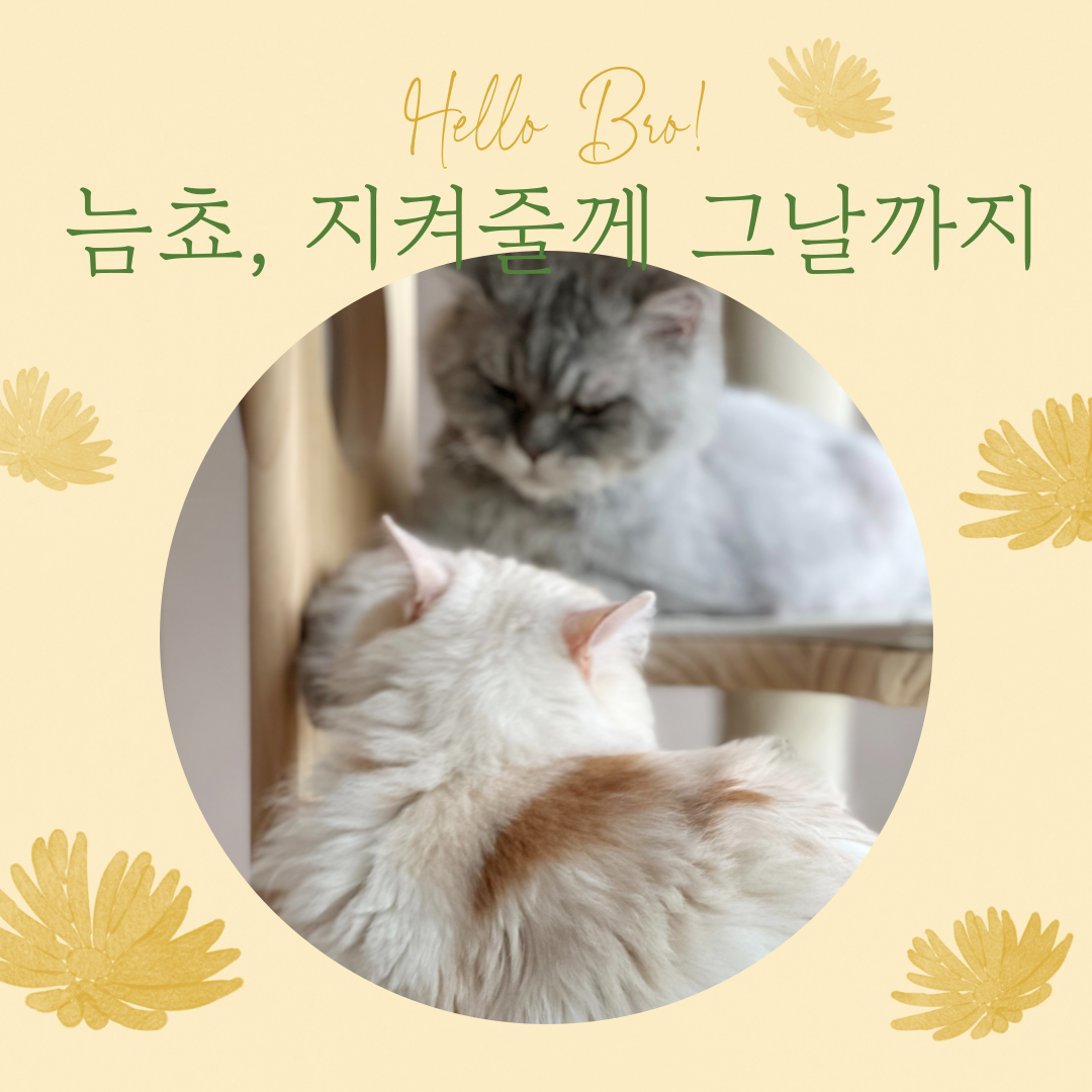 늠늠회장과 쵸쵸베비, 이제 우리 한가족이에요!