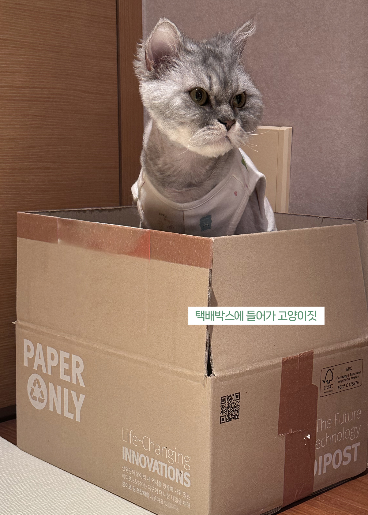 늠늠회장과 쵸쵸베비, 이제 우리 한가족이에요!