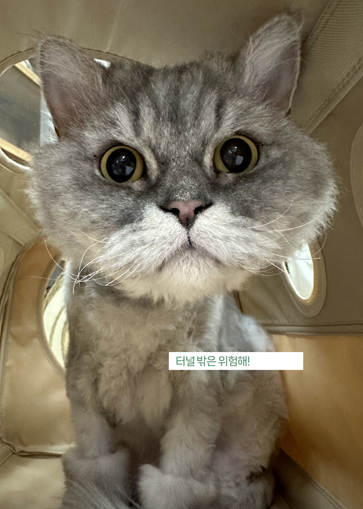 늠늠회장과 쵸쵸베비, 이제 우리 한가족이에요!
