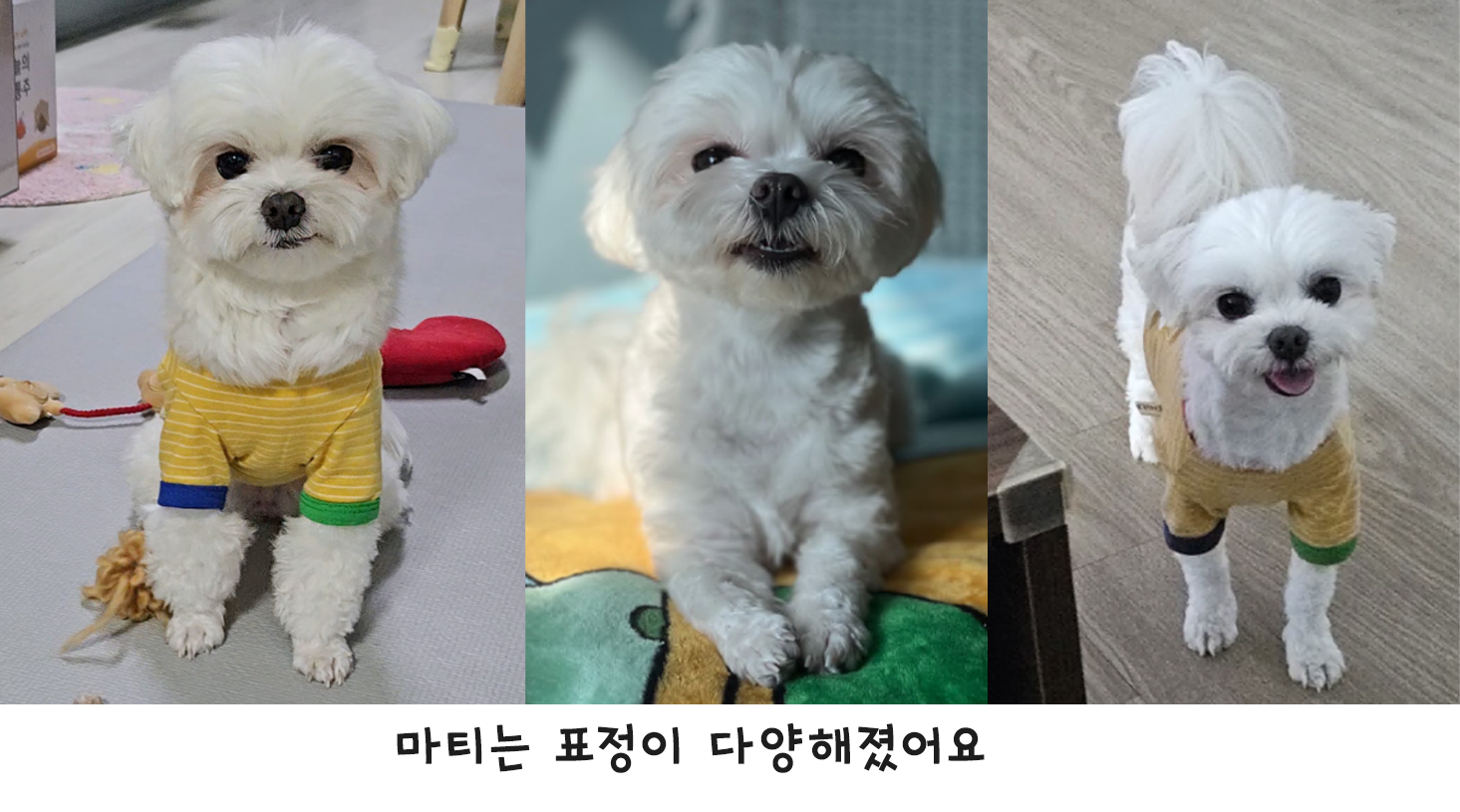 마티 입양 1주년 