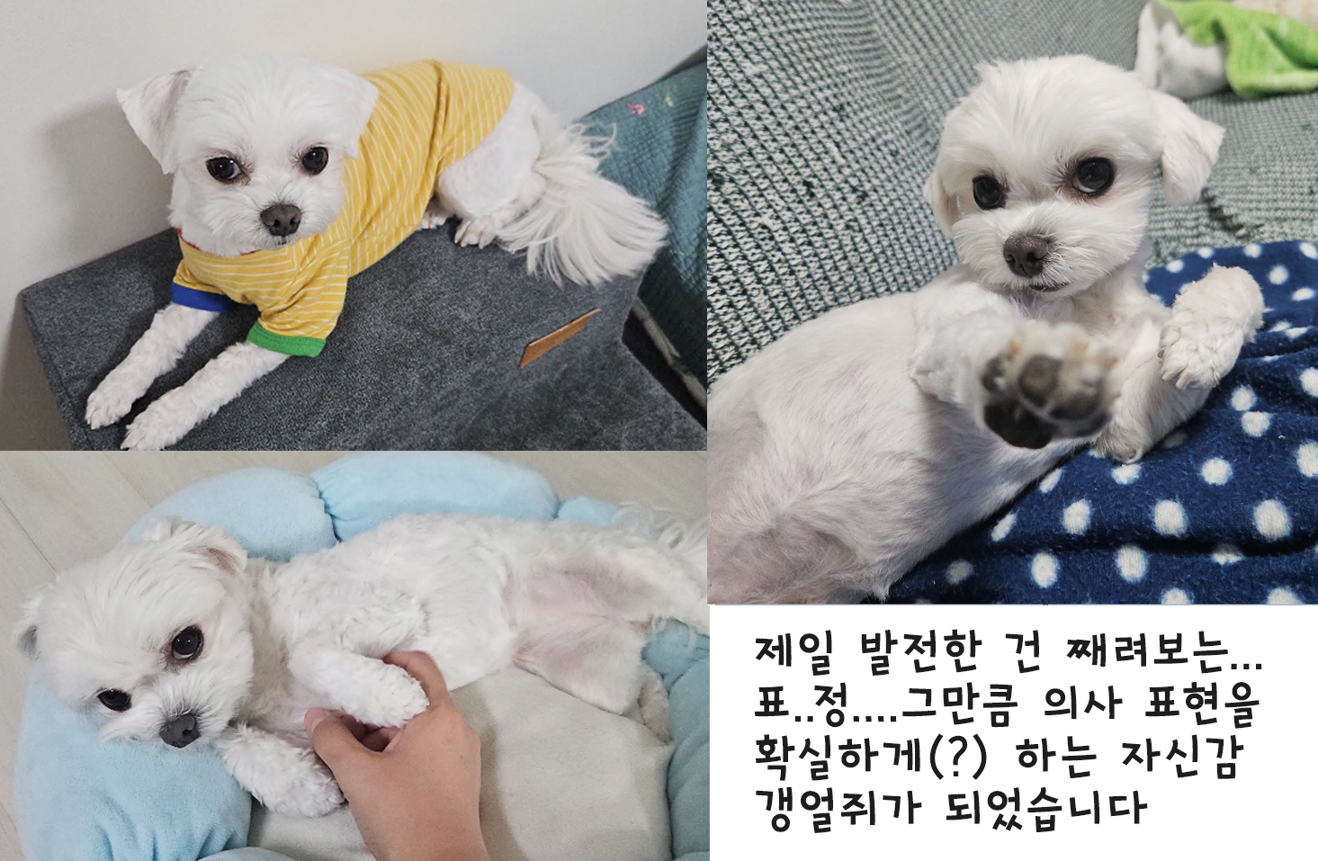 마티 입양 1주년 