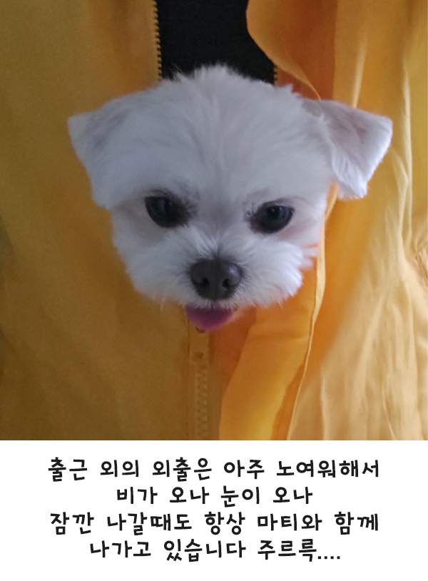 마티 입양 1주년 