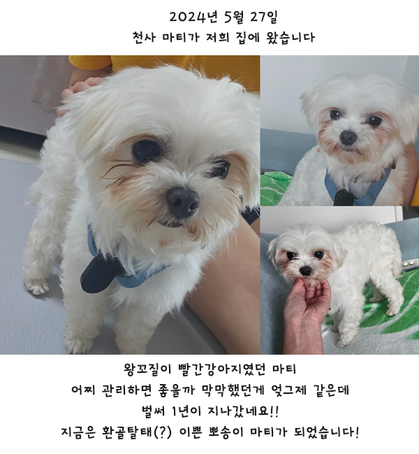 마티 입양 1주년 