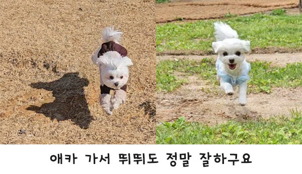 마티 입양 1주년 
