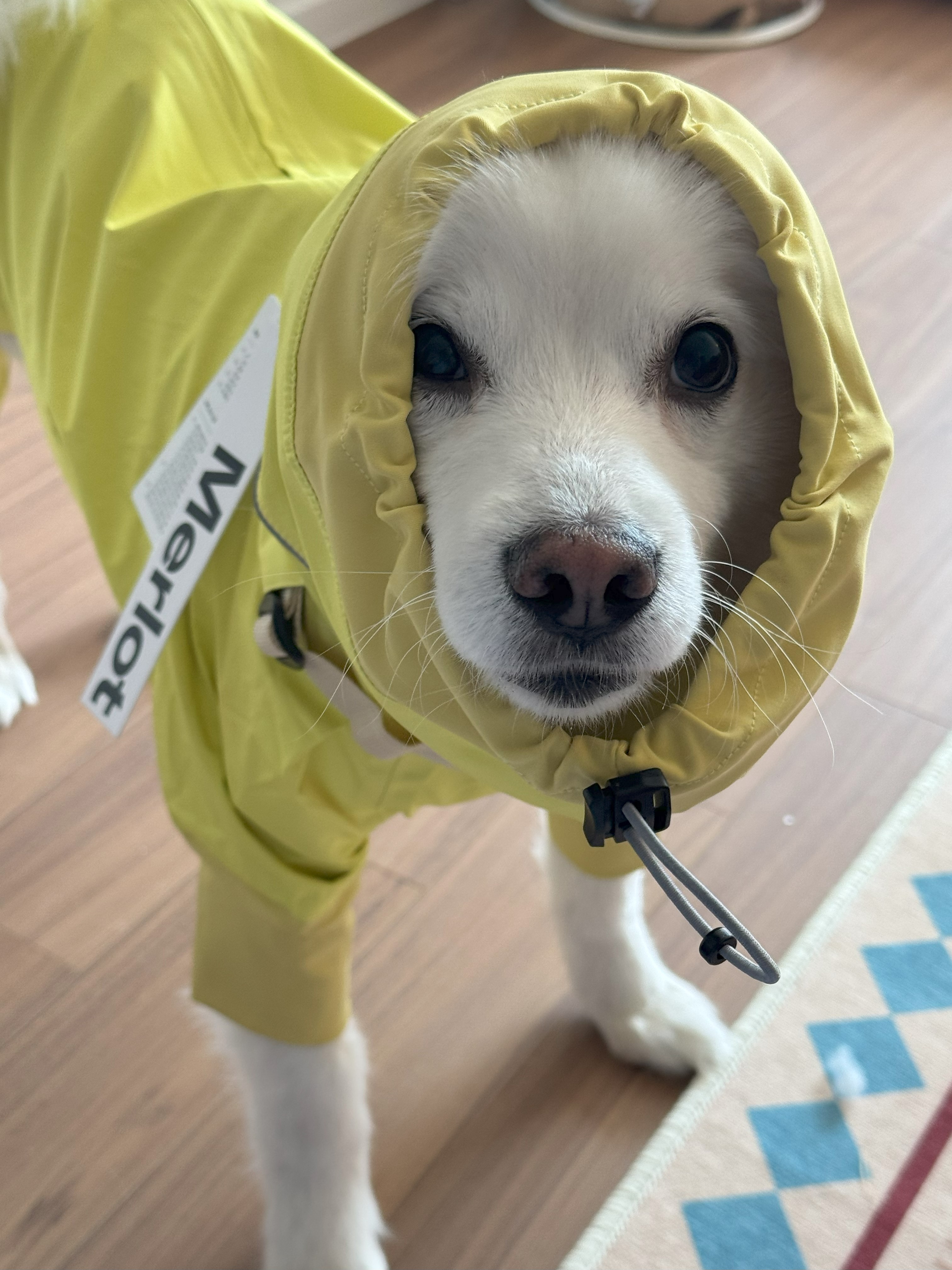 코비(유호) 입양 3개월차!
