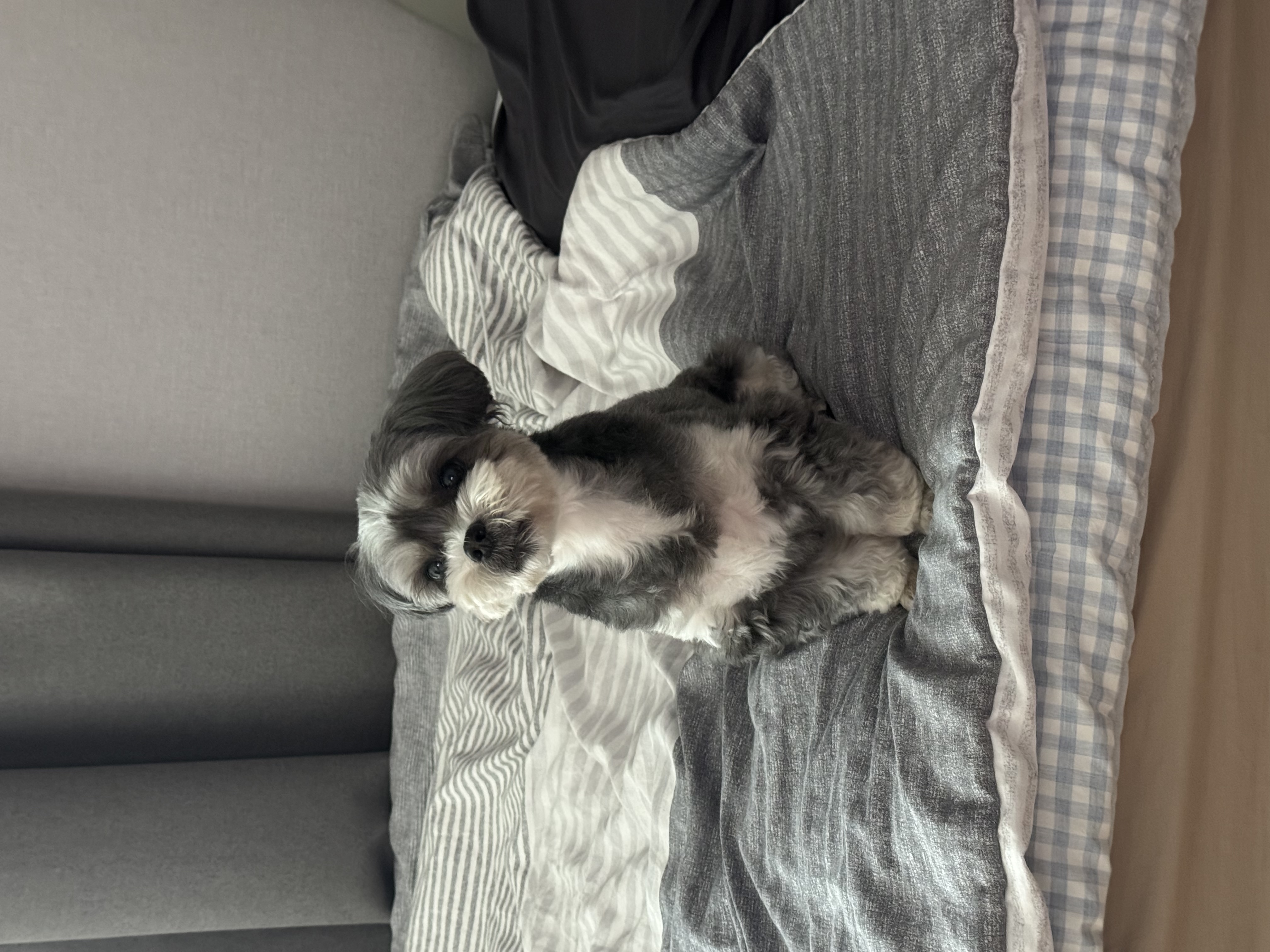 순심이 현재 모습입니다 ㅋ