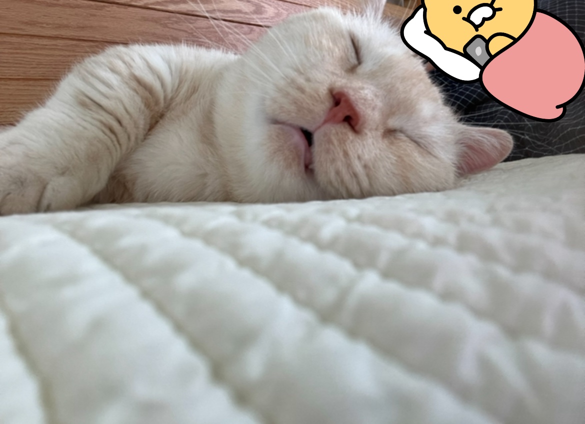 대길(숀다) 입양 일주일♥