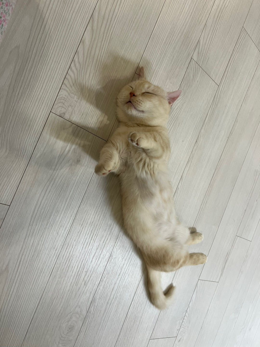 대길(숀다) 입양 일주일♥