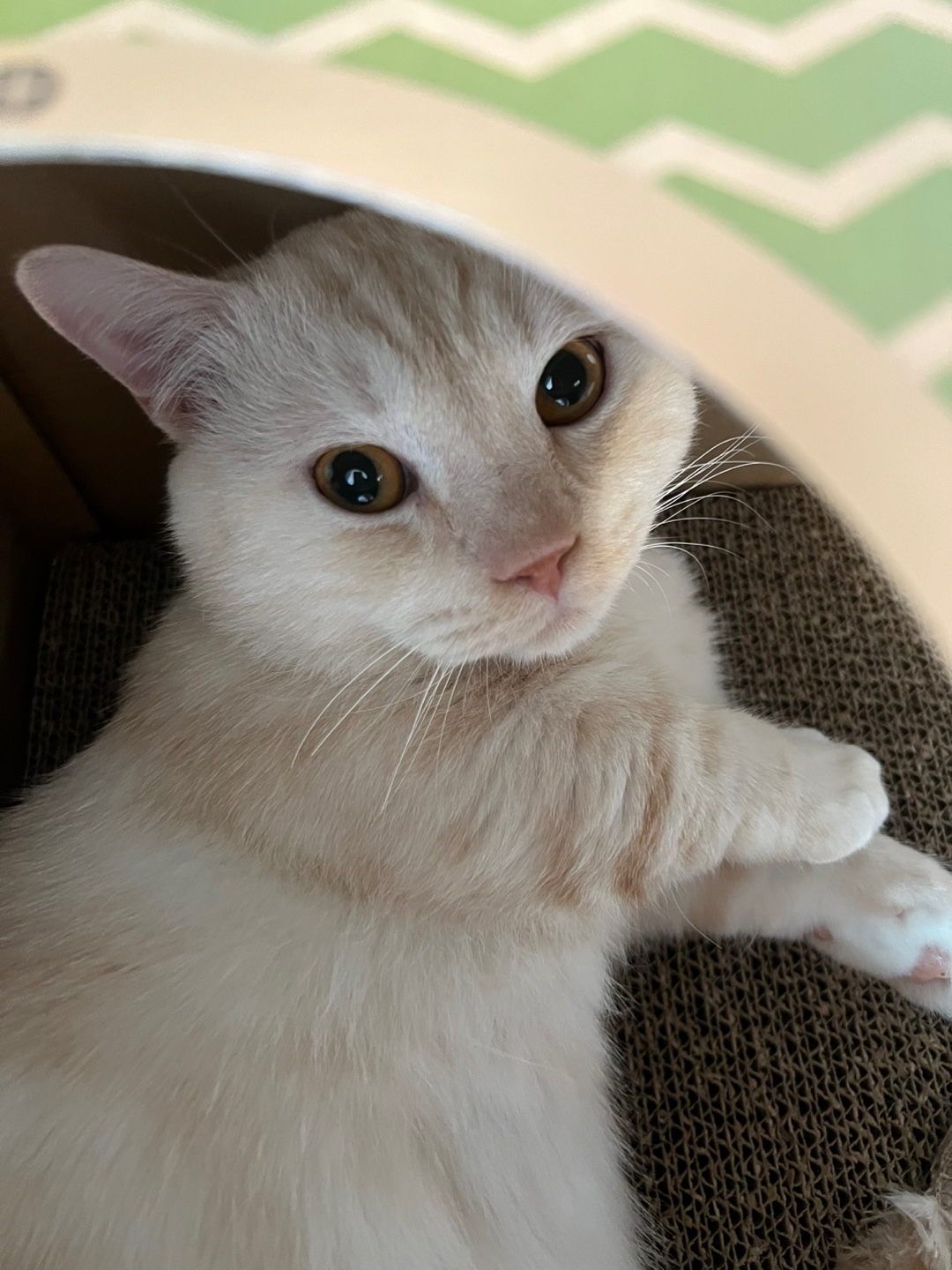 대길(숀다) 입양 일주일♥