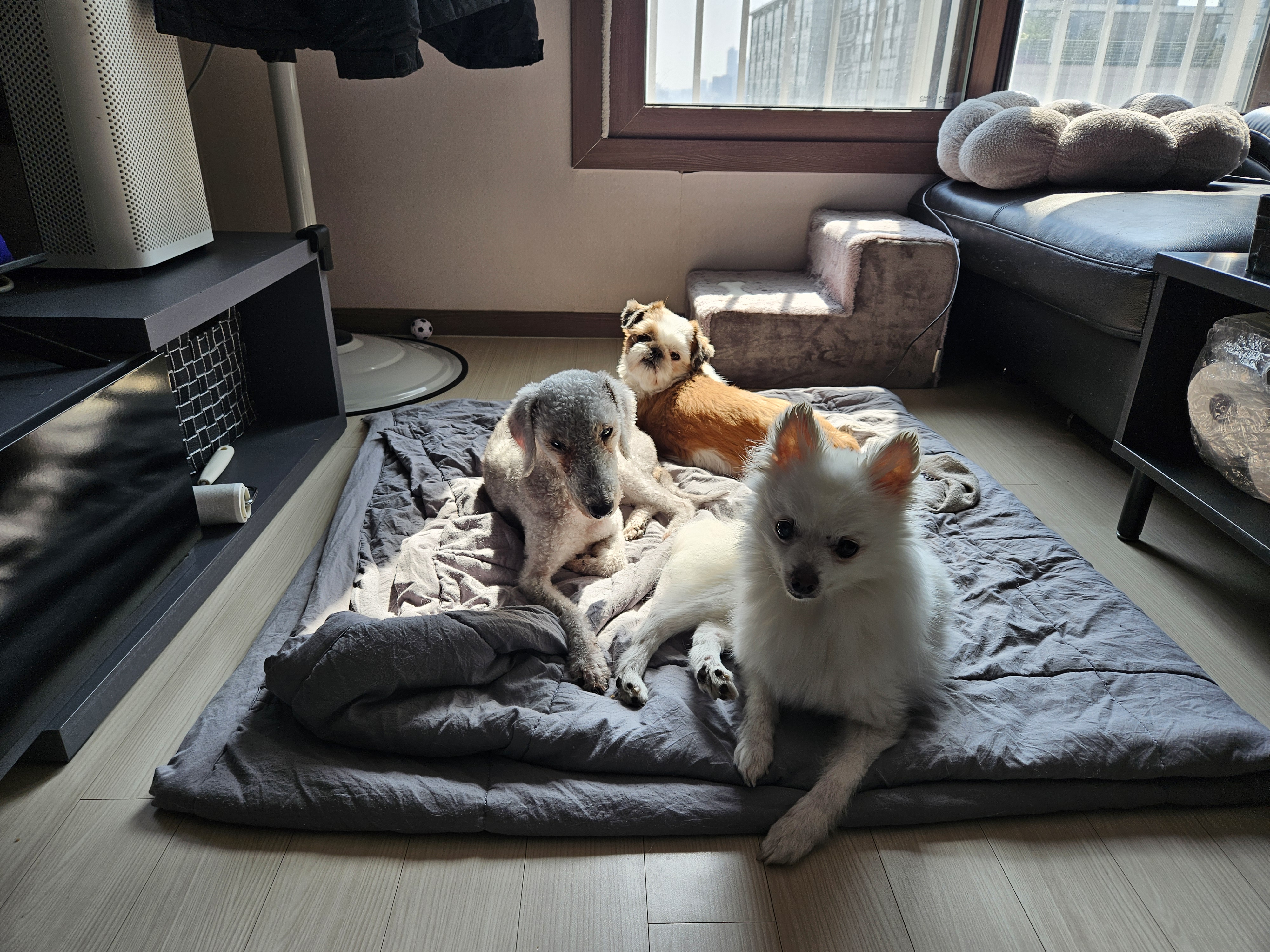 포옹이는 잘 사는중~~