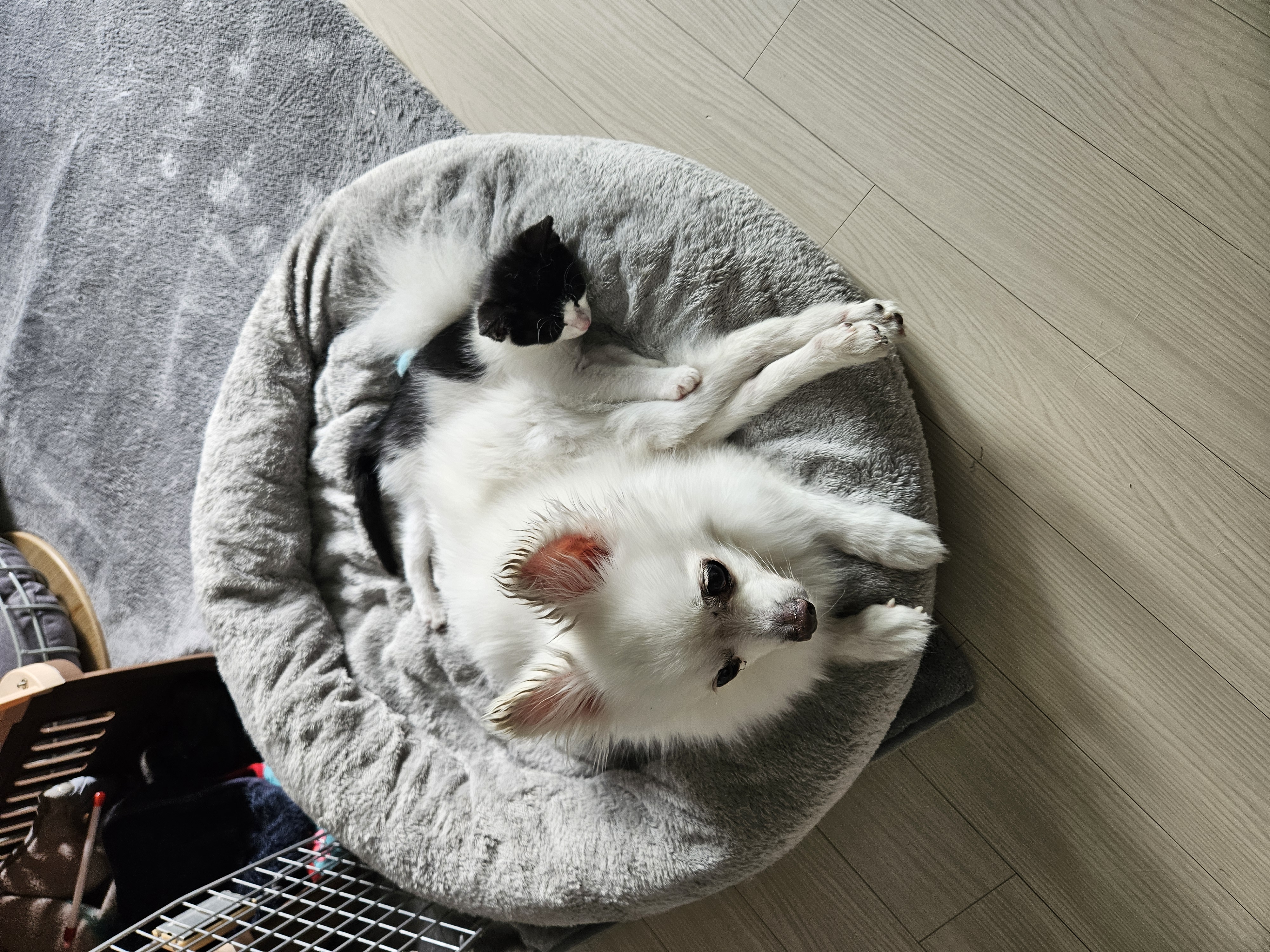 포옹이는 잘 사는중~~