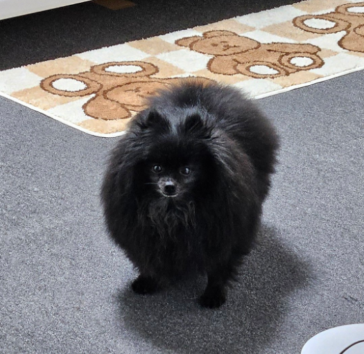 까곰이 일년!