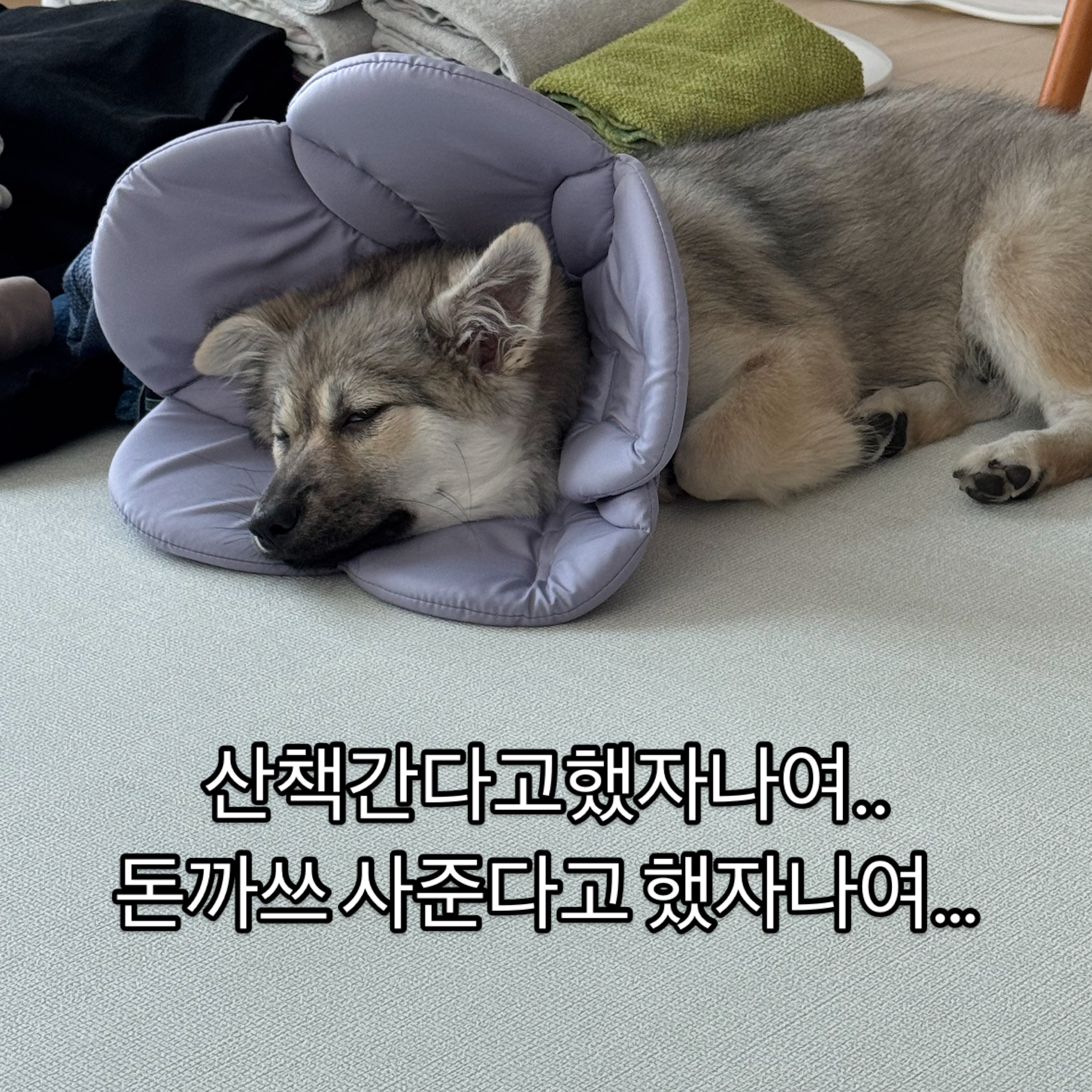 후추(대복이)랑 삼개월째 동거중