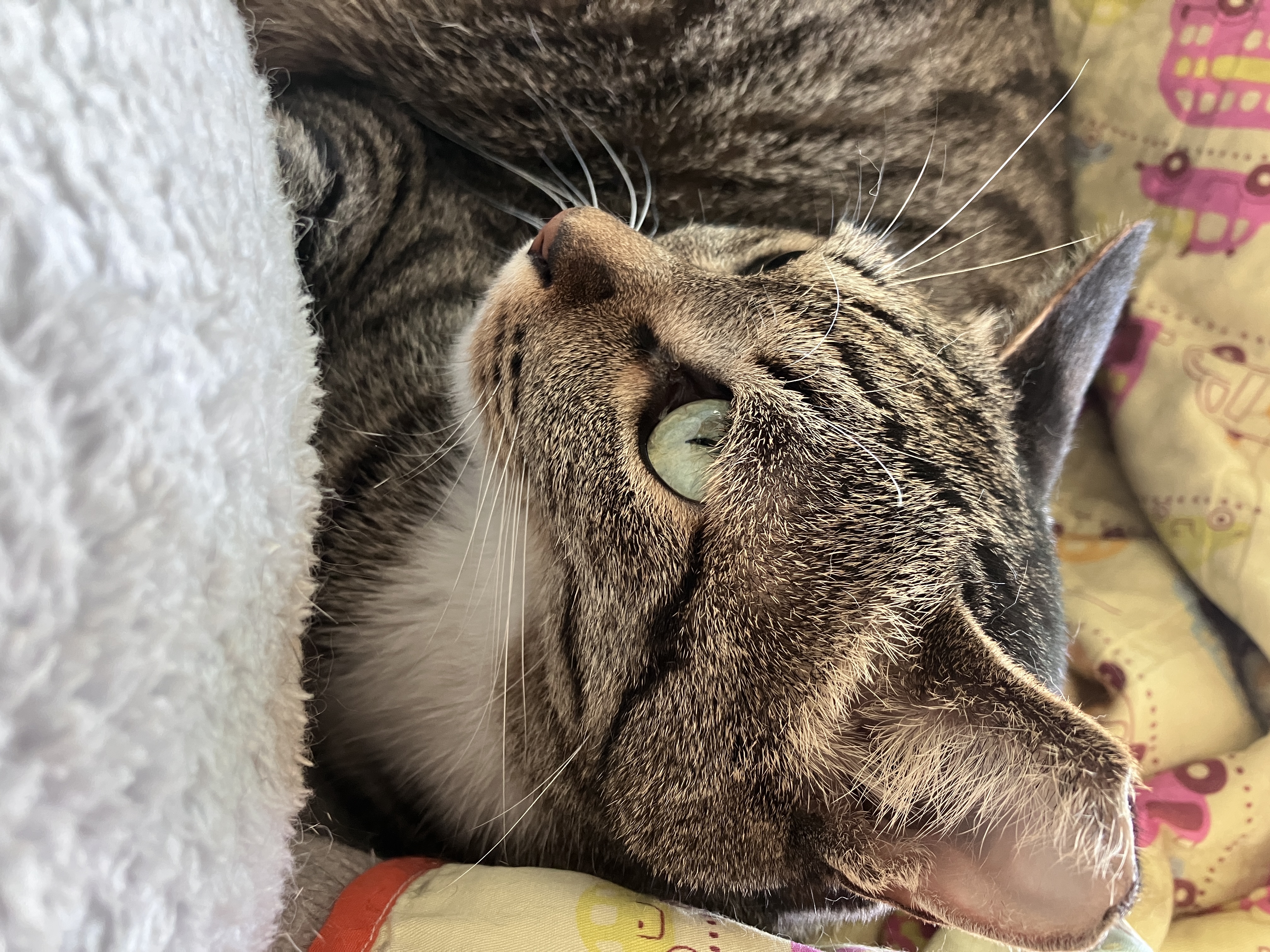 낭만이(검이) 소식 오랜만에 올립니다.